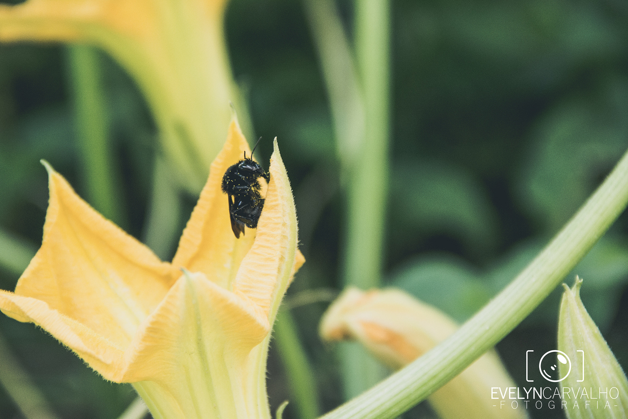 Canon EF-S 18-135mm F3.5-5.6 IS sample photo. Black bee photography
