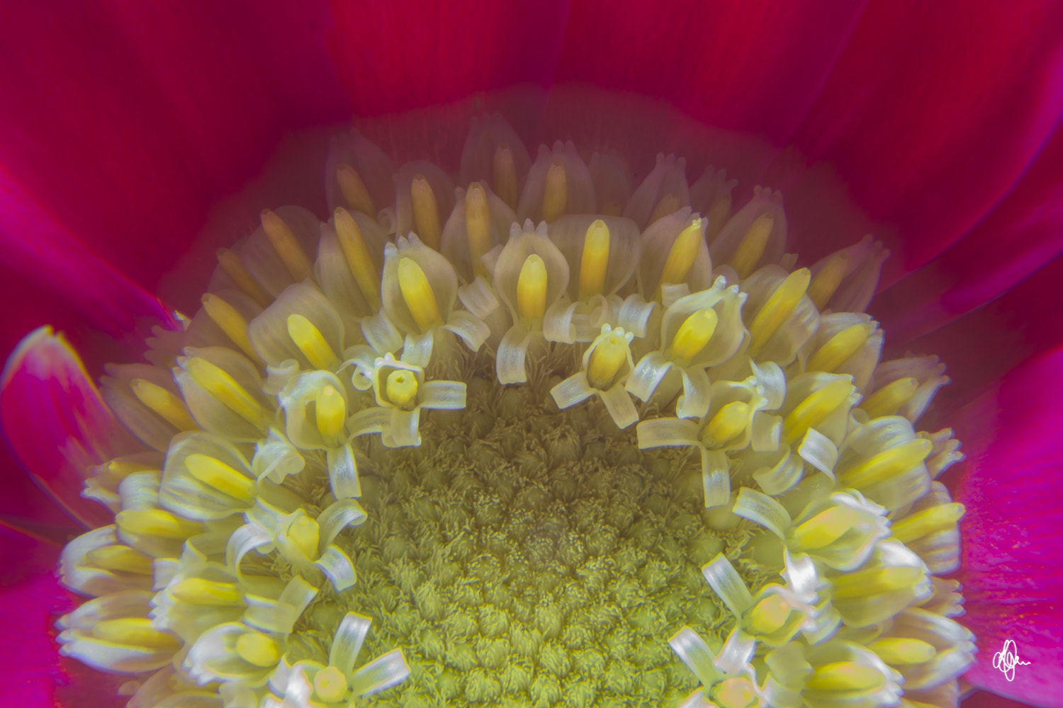 Sigma ZOOM-alpha 35-135mm F3.5-4.5 sample photo. Soft macro photography