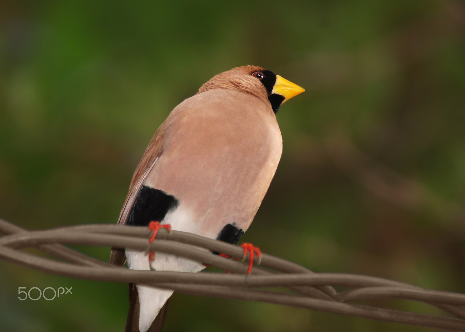 Sony SLT-A37 + Sony 75-300mm F4.5-5.6 sample photo. Masked finch photography