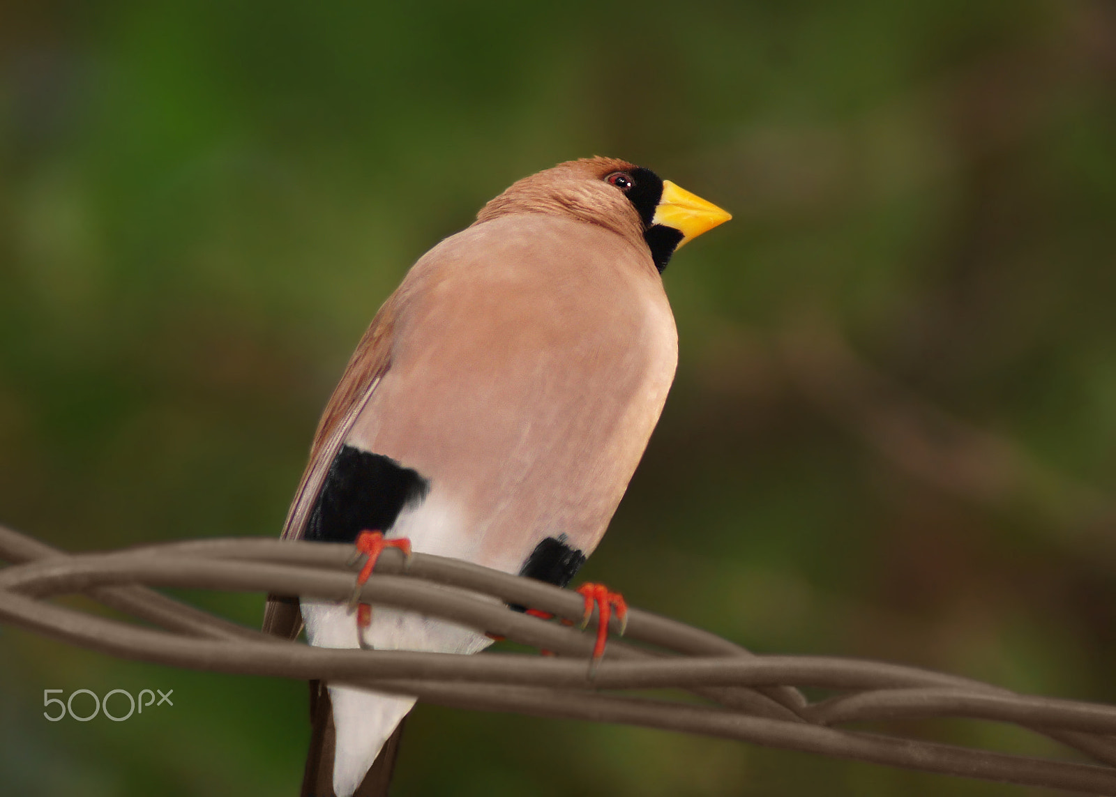 Sony 75-300mm F4.5-5.6 sample photo. Masked finch photography