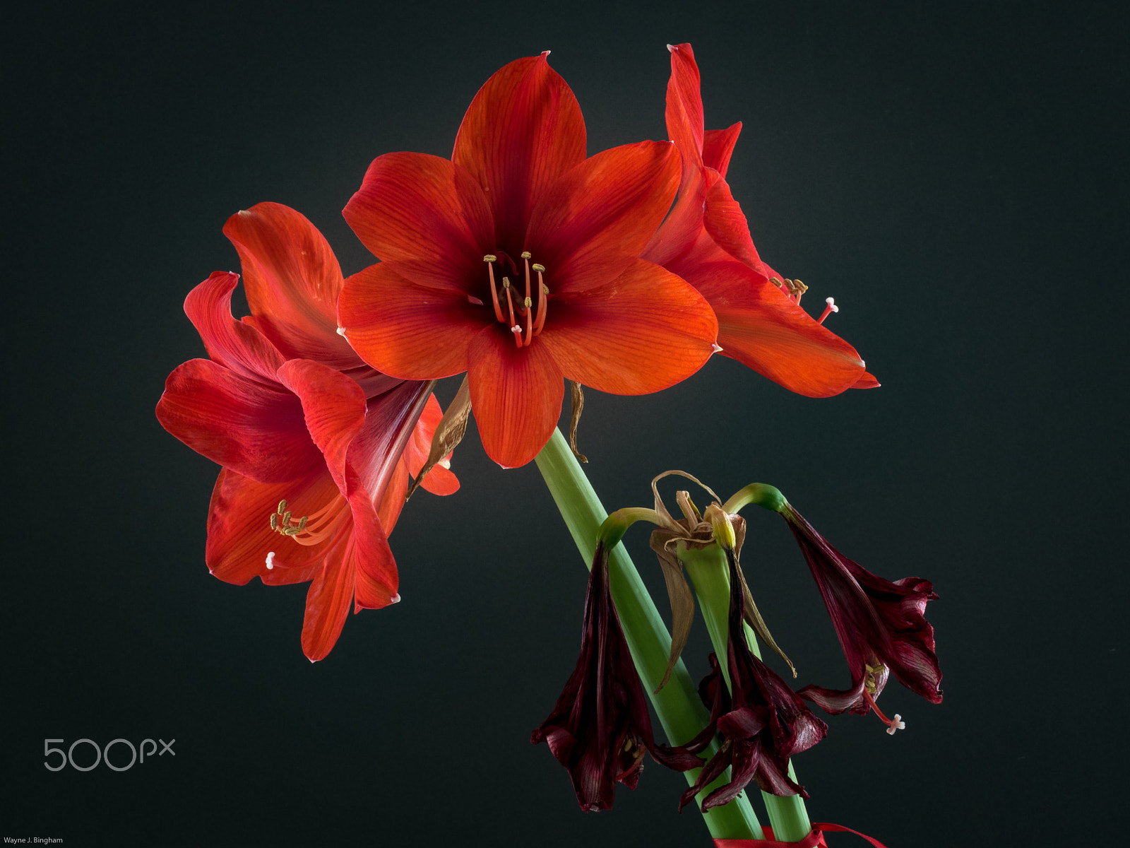 Olympus M.Zuiko Digital ED 40-150mm F2.8 Pro sample photo. Then and now photography