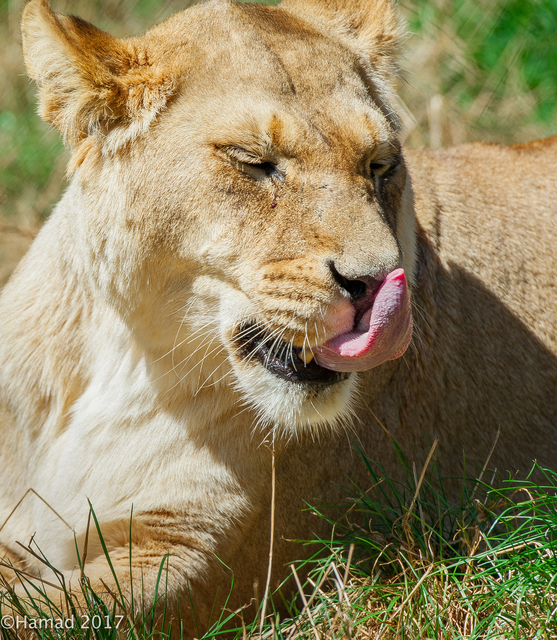 Nikon D700 sample photo. Lioness photography