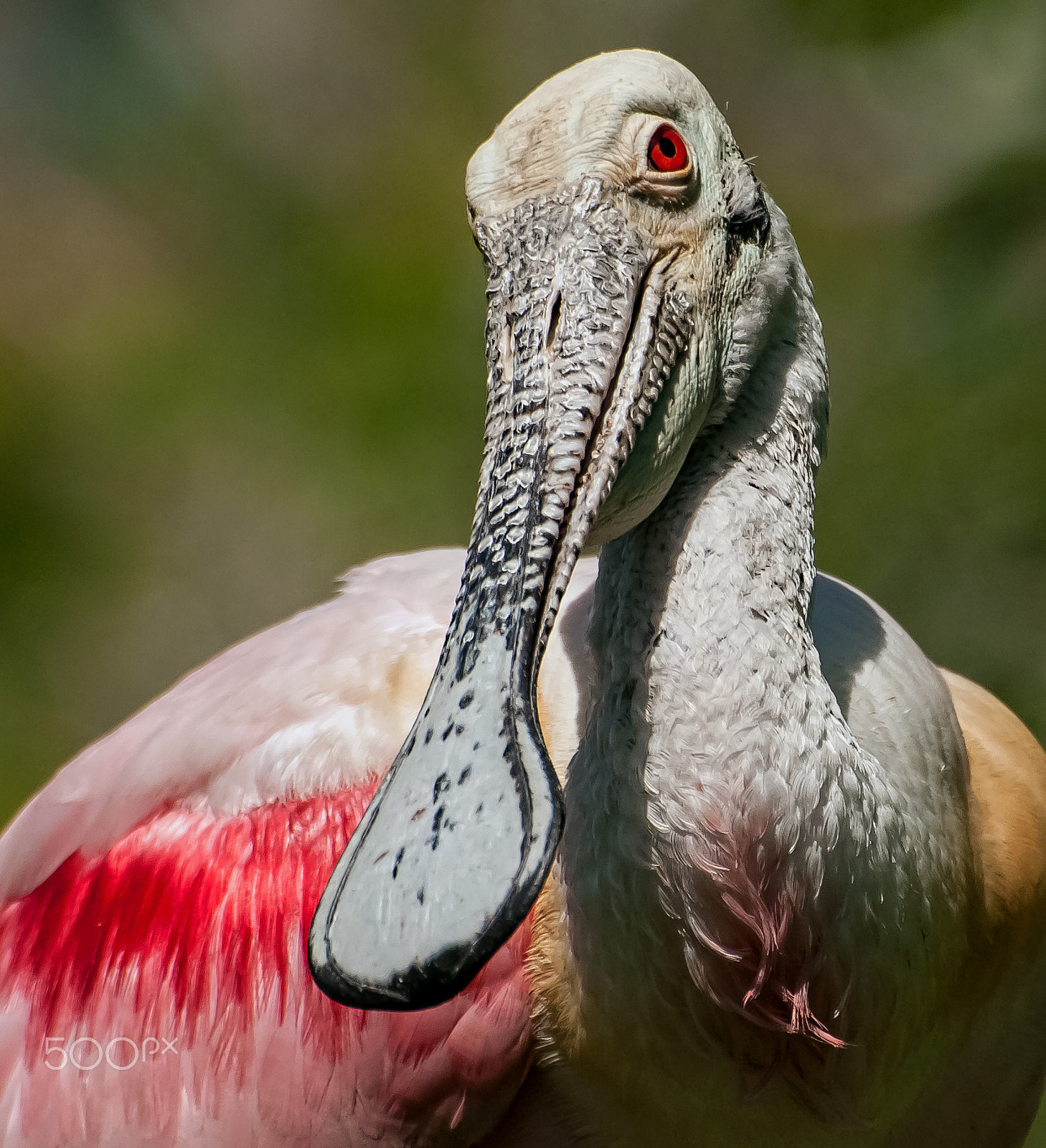 Nikon D300S sample photo. Roseate spoonbill smiling at you photography