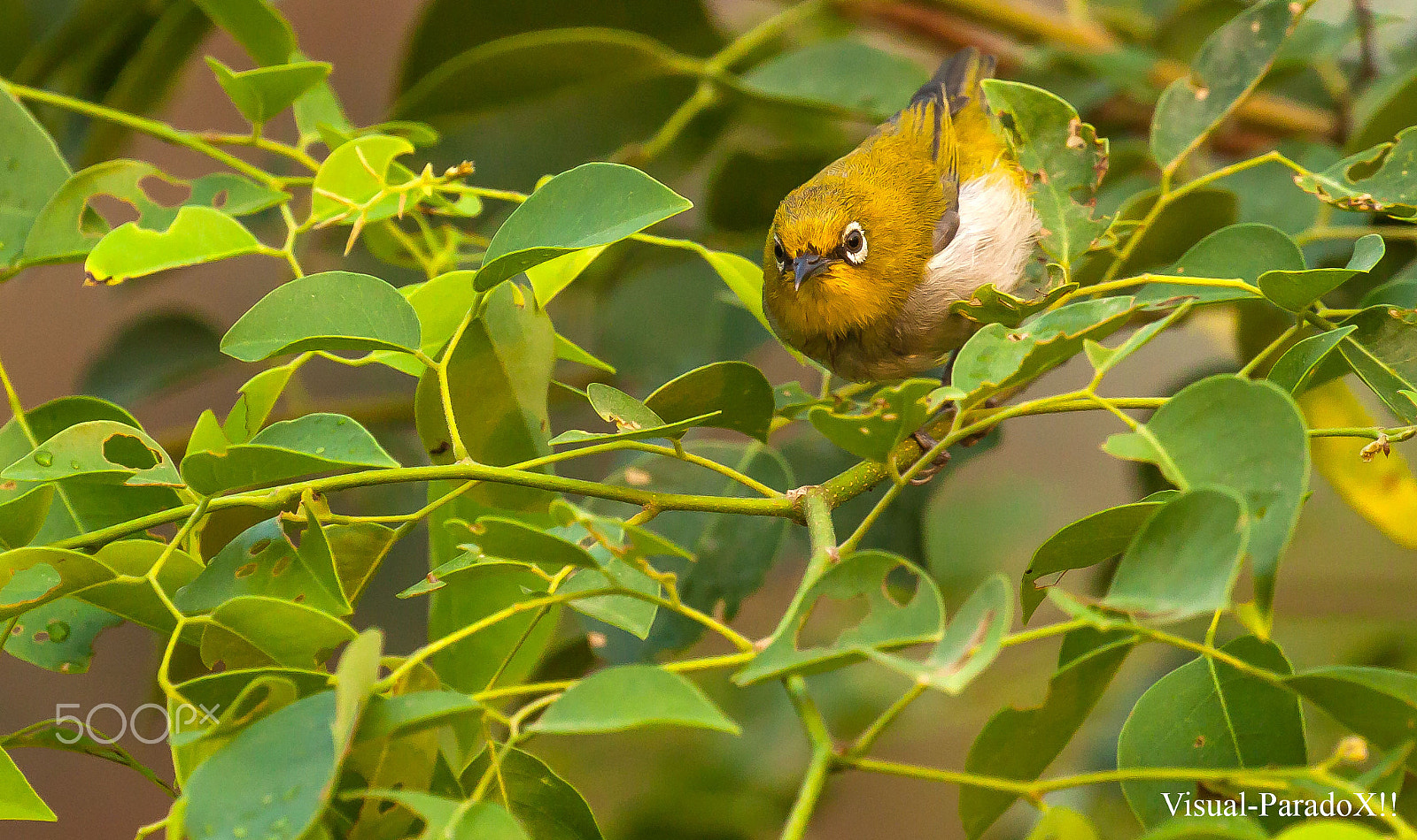 Canon EOS 500D (EOS Rebel T1i / EOS Kiss X3) sample photo. Oriental white-eye photography
