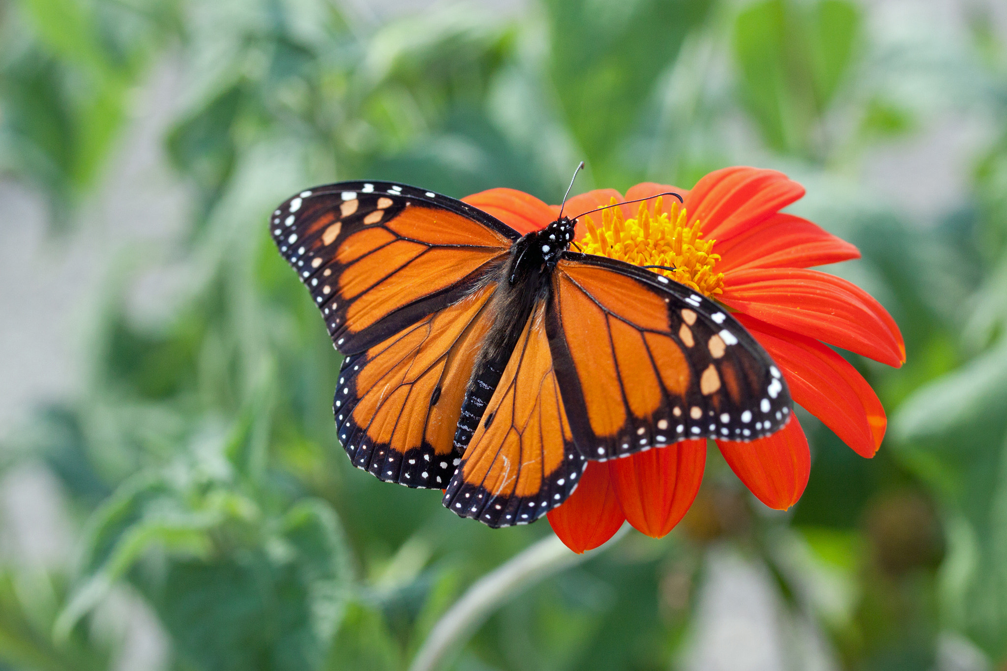 Canon EF-S 60mm F2.8 Macro USM sample photo. Butterfly 2 photography