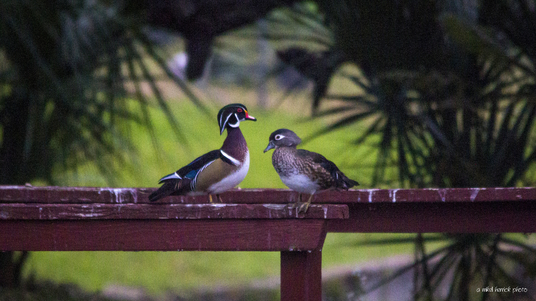 Sigma 150-500mm F5-6.3 DG OS HSM sample photo. Love is in the air photography
