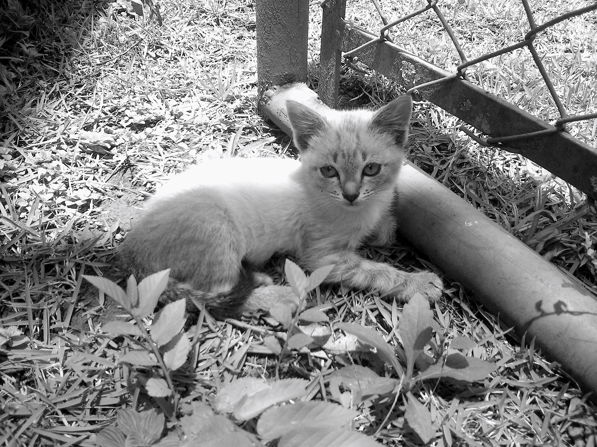 LG Nexus 4 sample photo. Little kitten by the door photography