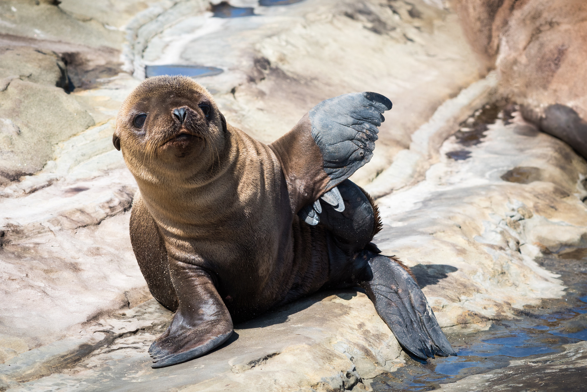 Nikon AF-Nikkor 80-200mm F2.8D ED sample photo. Gossiping baby seal photography