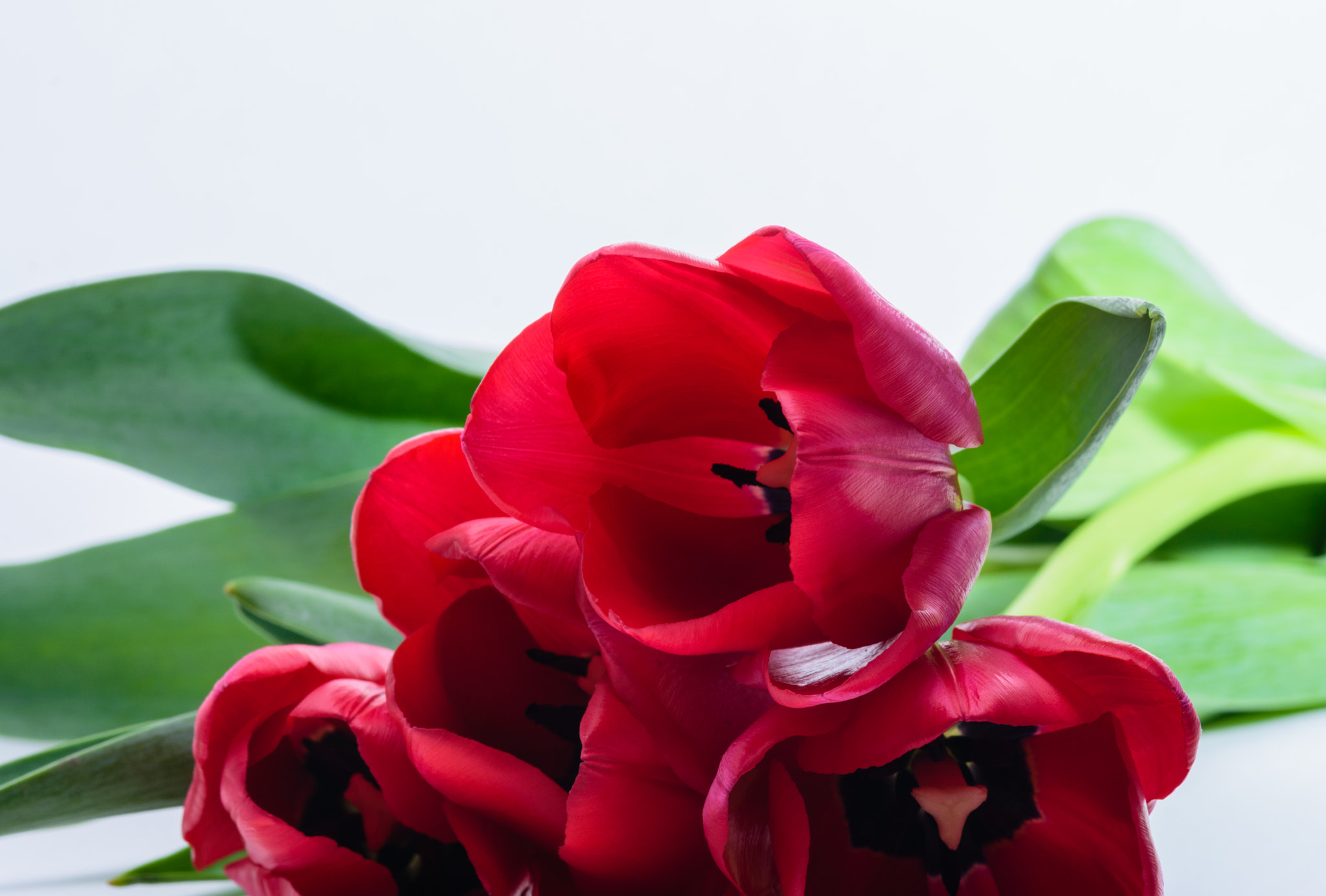 Tokina AT-X Pro 100mm F2.8 Macro sample photo. Tulips with space photography