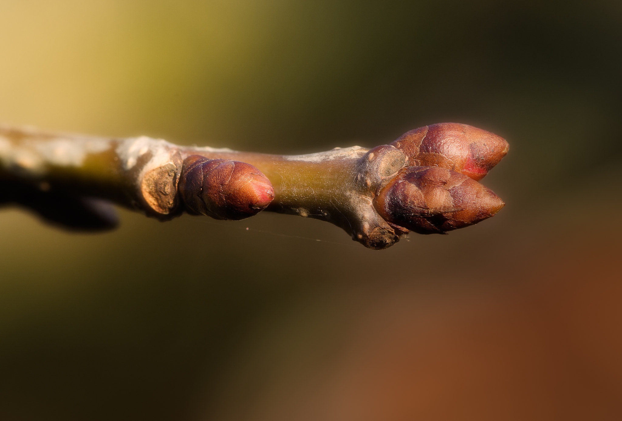 Nikon AF-S Micro-Nikkor 105mm F2.8G IF-ED VR sample photo. Waiting for spring photography