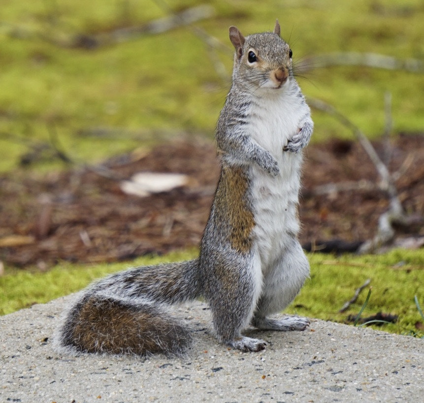 Sony a6300 + Sony E 55-210mm F4.5-6.3 OSS sample photo. My pet squirrel photography