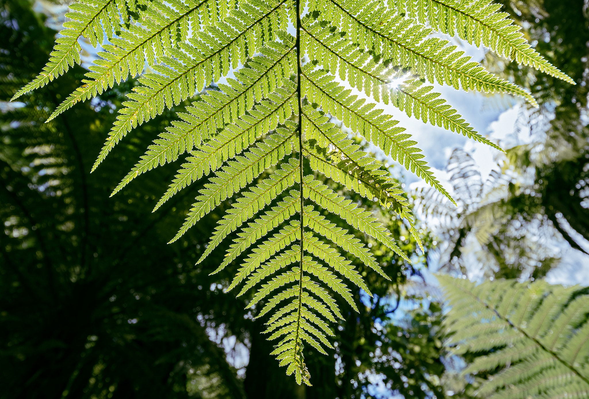 Nikon D750 + Sigma 12-24mm F4.5-5.6 EX DG Aspherical HSM sample photo. The symbol photography