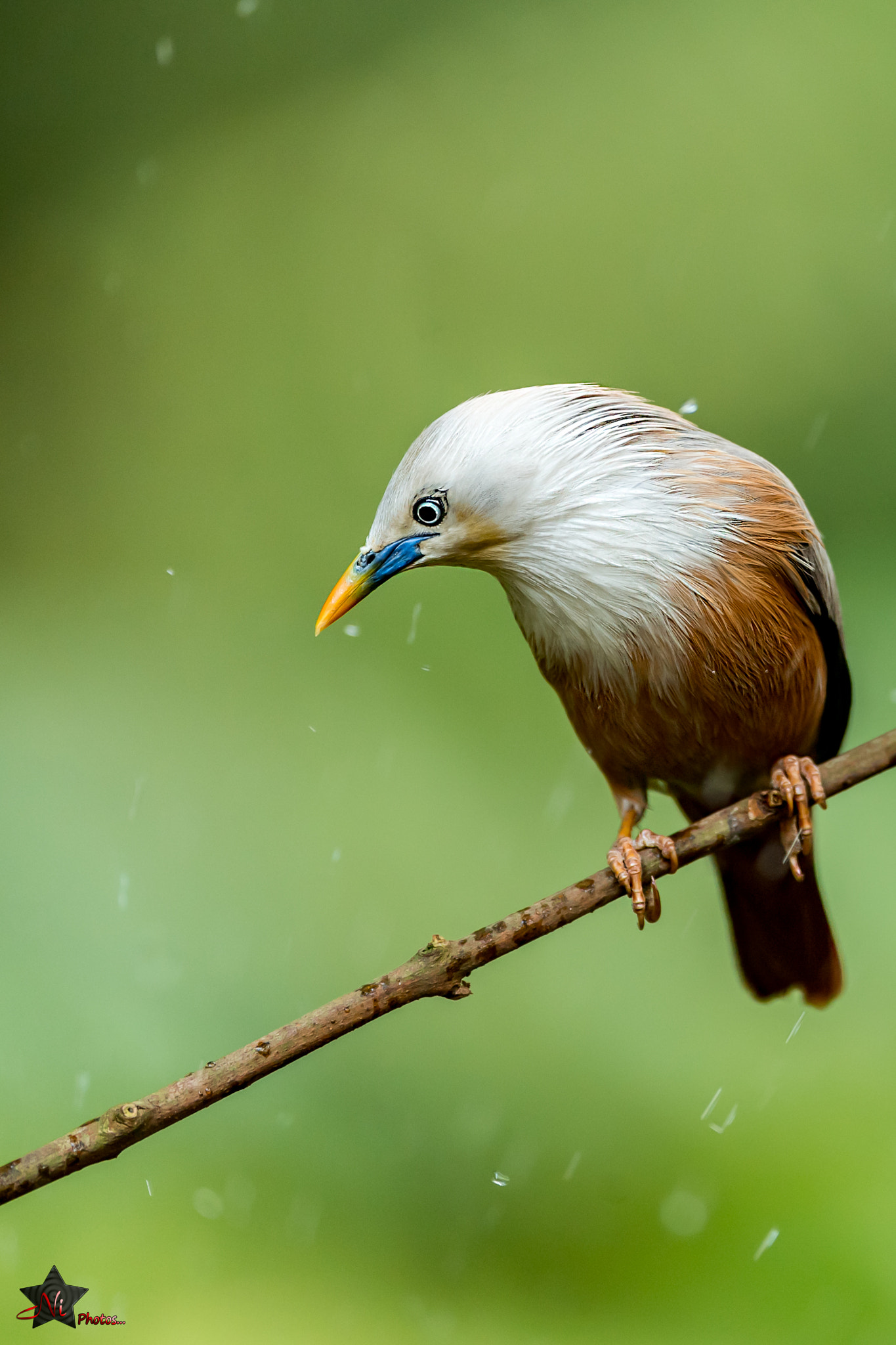 Nikon AF-S Nikkor 600mm F4E FL ED VR sample photo. Blyth's starling photography