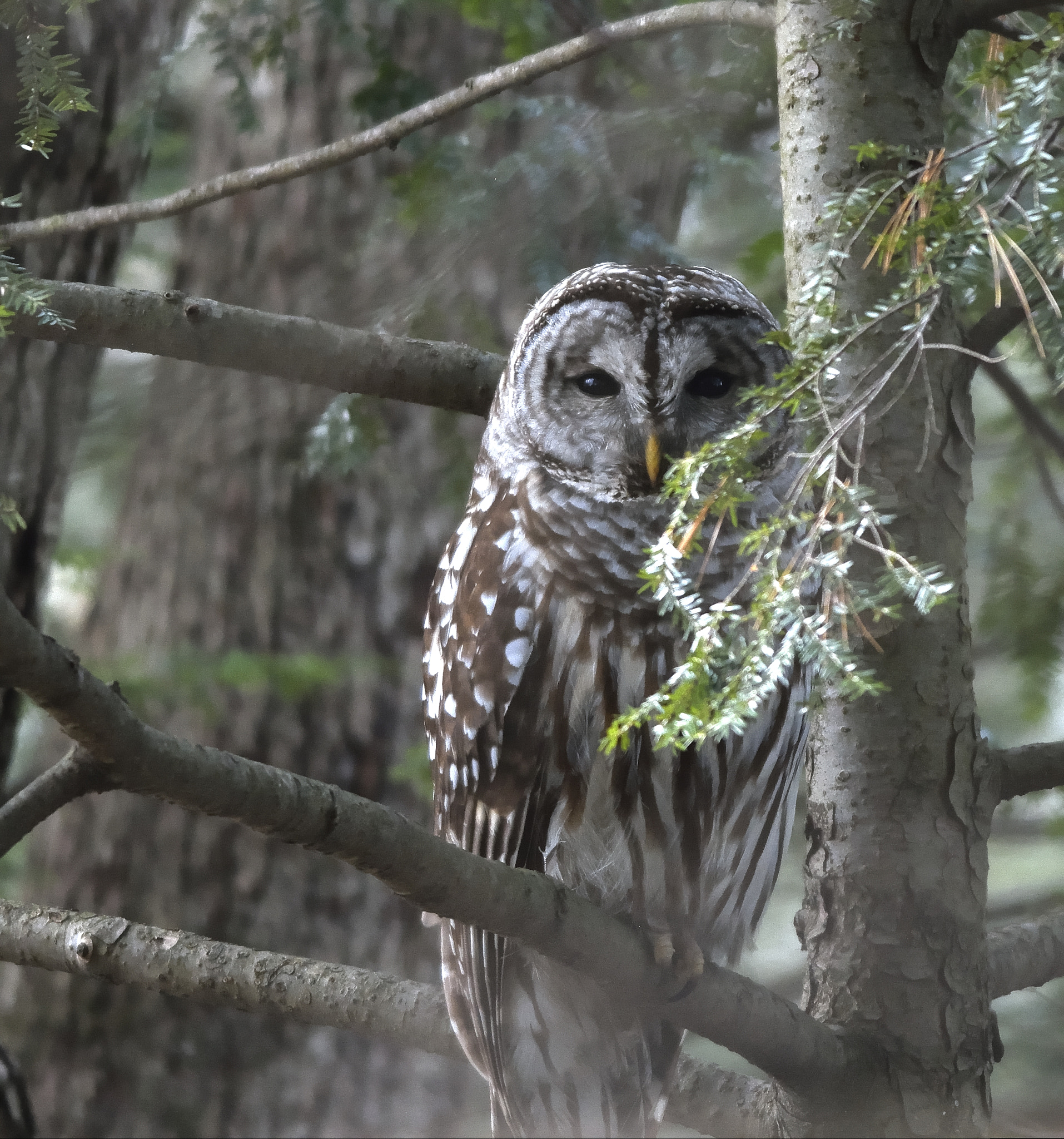 Nikon D7100 + Nikon AF-S Nikkor 300mm F4D ED-IF sample photo. Barred owl photography