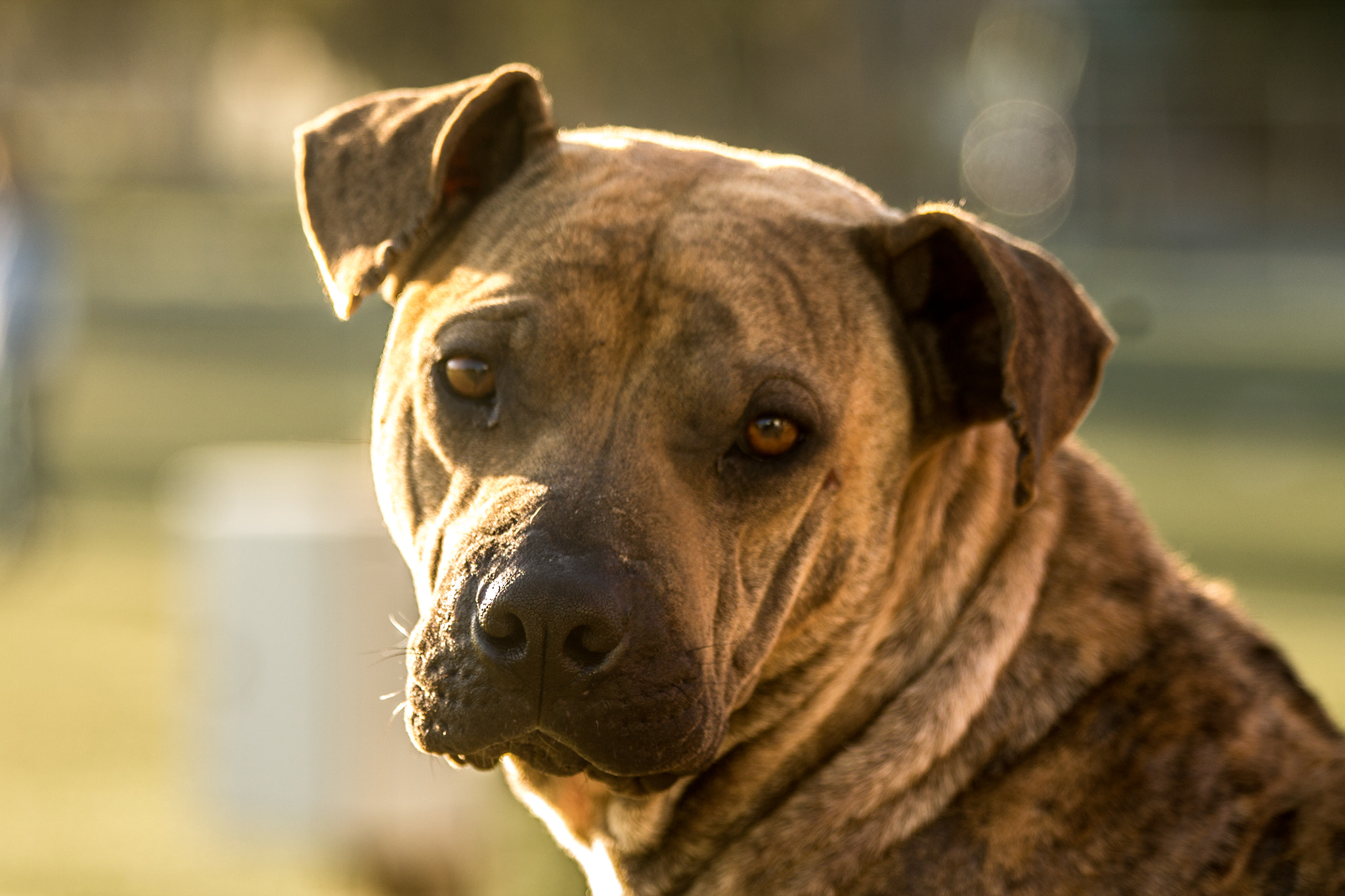 Canon EF 70-300mm F4-5.6 IS USM sample photo. El perro photography