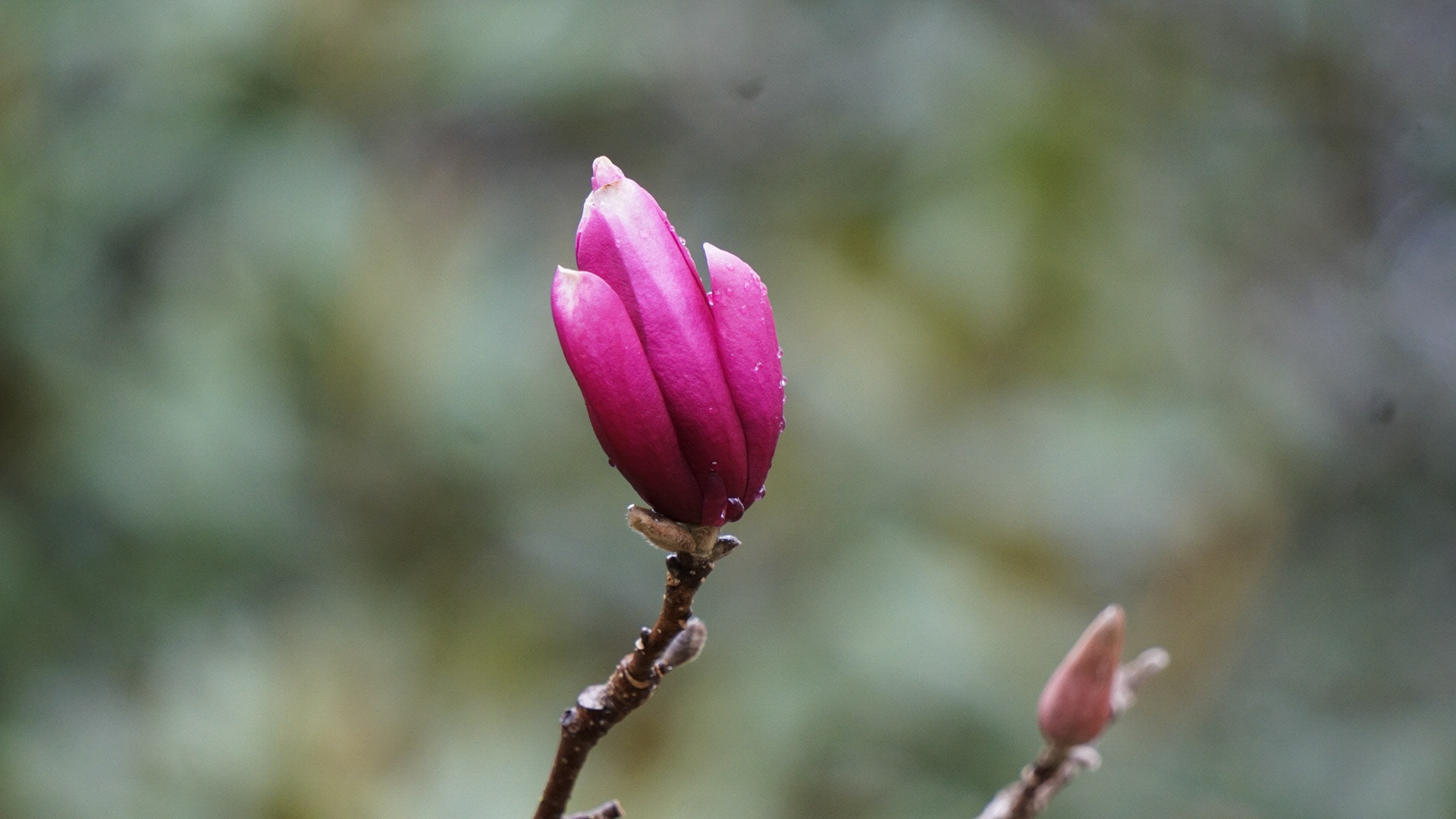 Sony a6300 sample photo. Blooming tulip tree photography