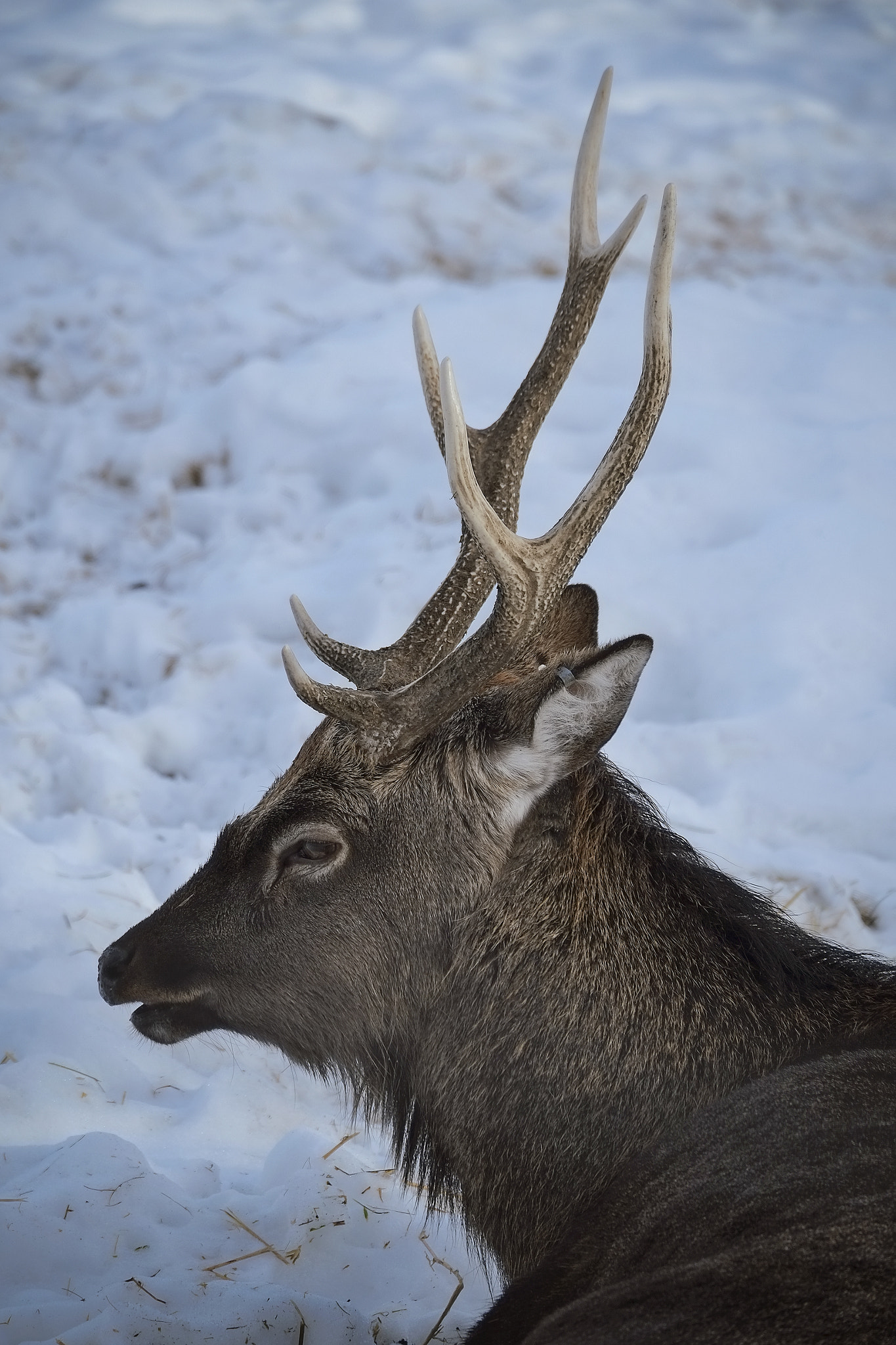 Fujifilm X-E1 + Fujifilm XC 50-230mm F4.5-6.7 OIS II sample photo. Saskatoon zoo photography