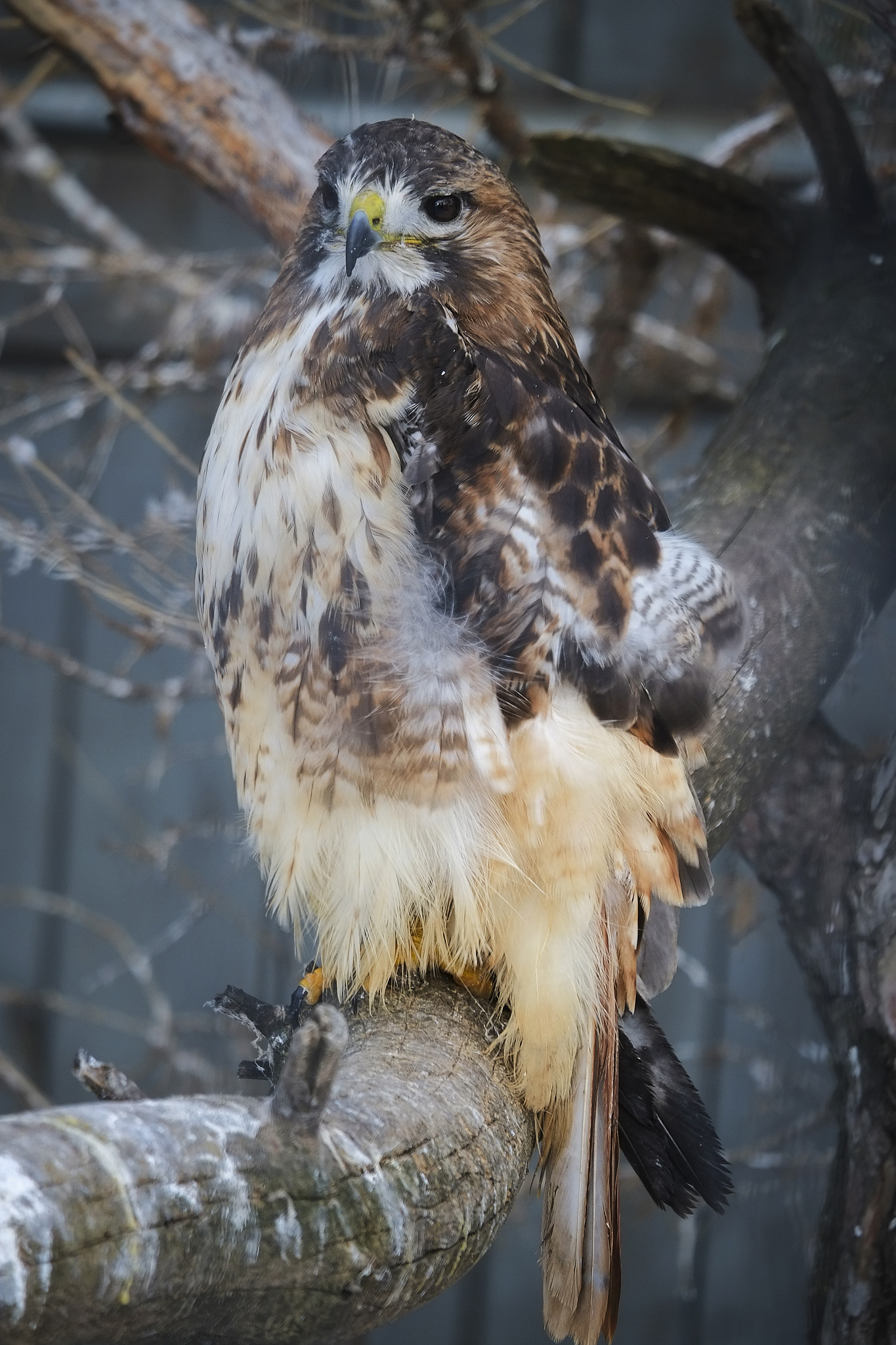 Fujifilm X-E1 + Fujifilm XC 50-230mm F4.5-6.7 OIS II sample photo. Saskatoon zoo photography