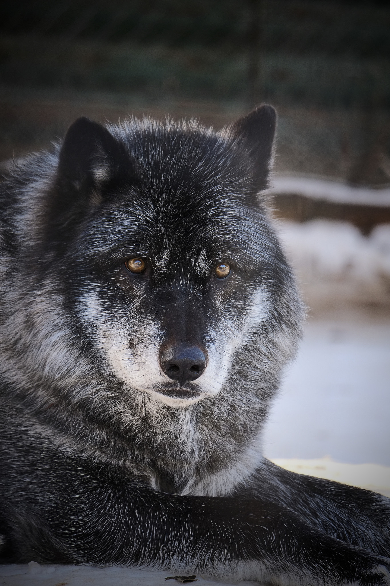 Fujifilm X-E1 + Fujifilm XC 50-230mm F4.5-6.7 OIS II sample photo. Saskatoon zoo photography