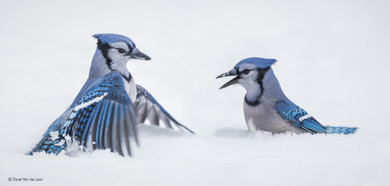 Nikon D810 + Nikon AF-S Nikkor 600mm F4G ED VR sample photo. Blue jays photography