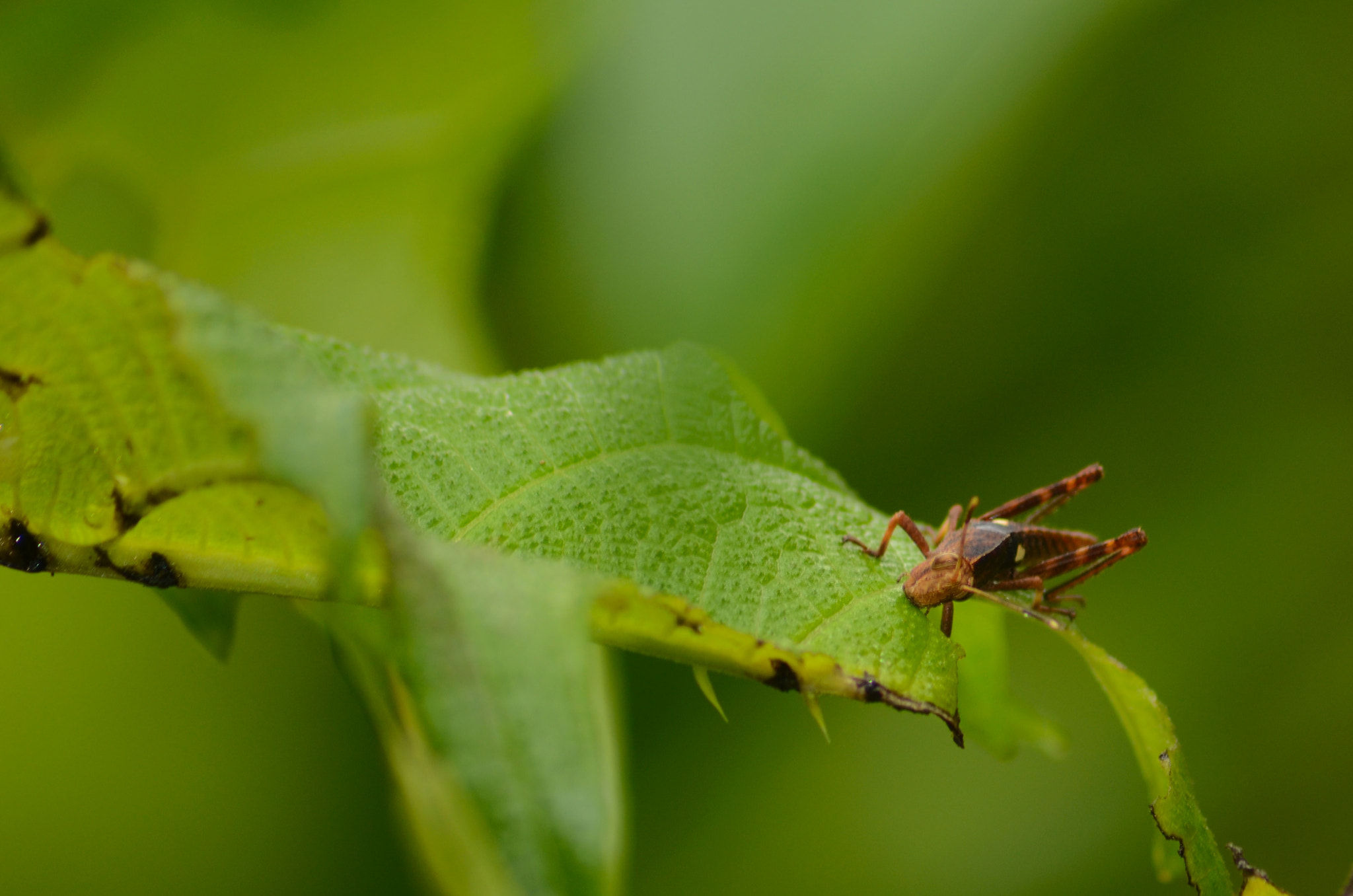 Nikon D5100 + Sigma 70-300mm F4-5.6 APO DG Macro sample photo. Comiendo la hoja photography