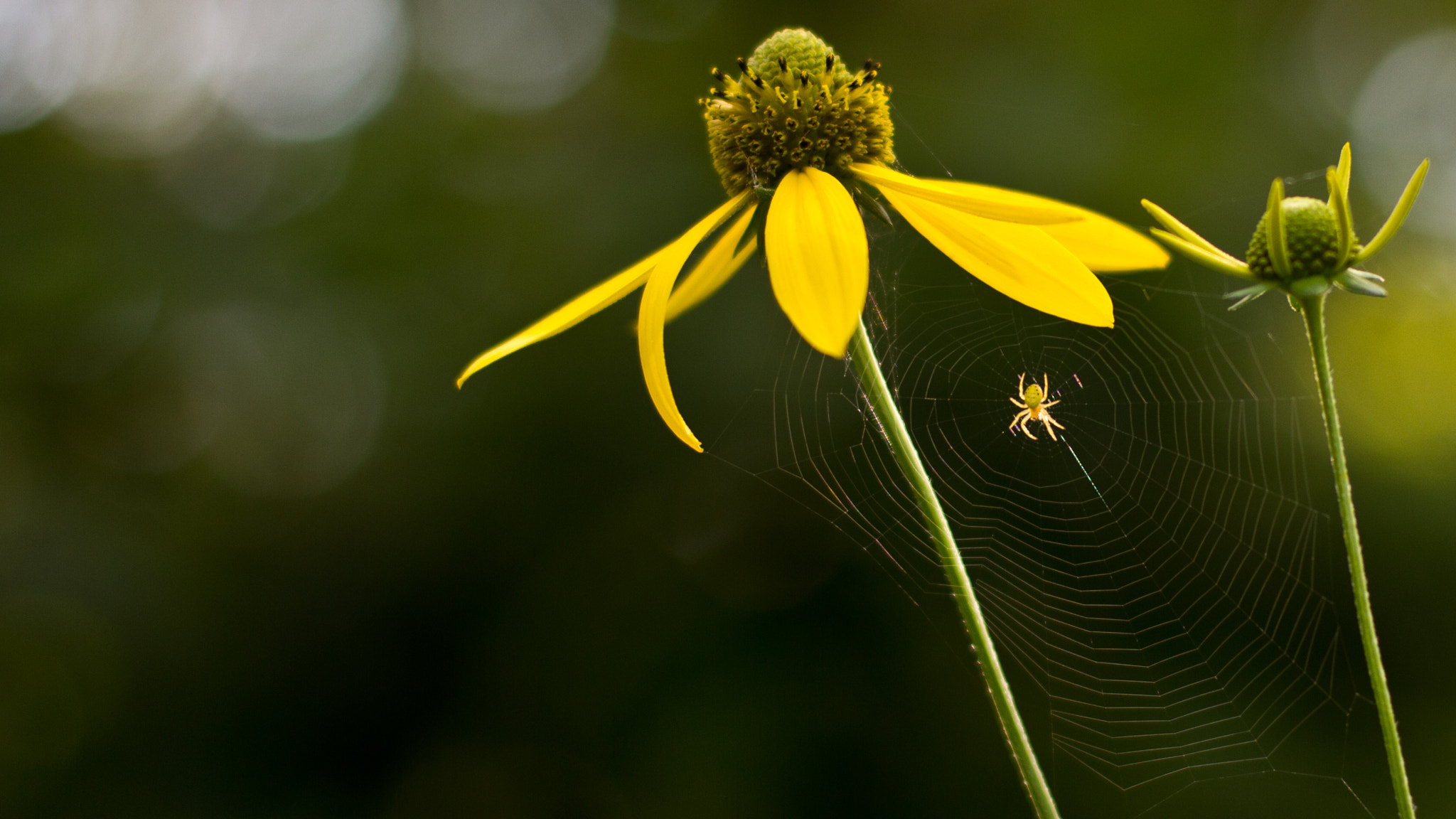Canon EOS 60D + ZEISS Planar T* 50mm F1.4 sample photo. Little spider photography