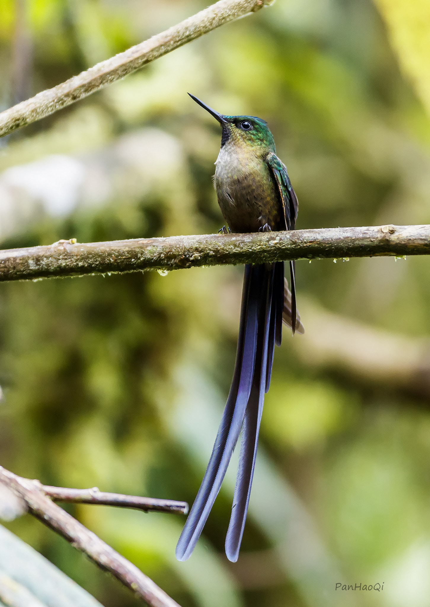 Canon EF 200-400mm F4L IS USM Extender 1.4x sample photo. Hummingbird photography