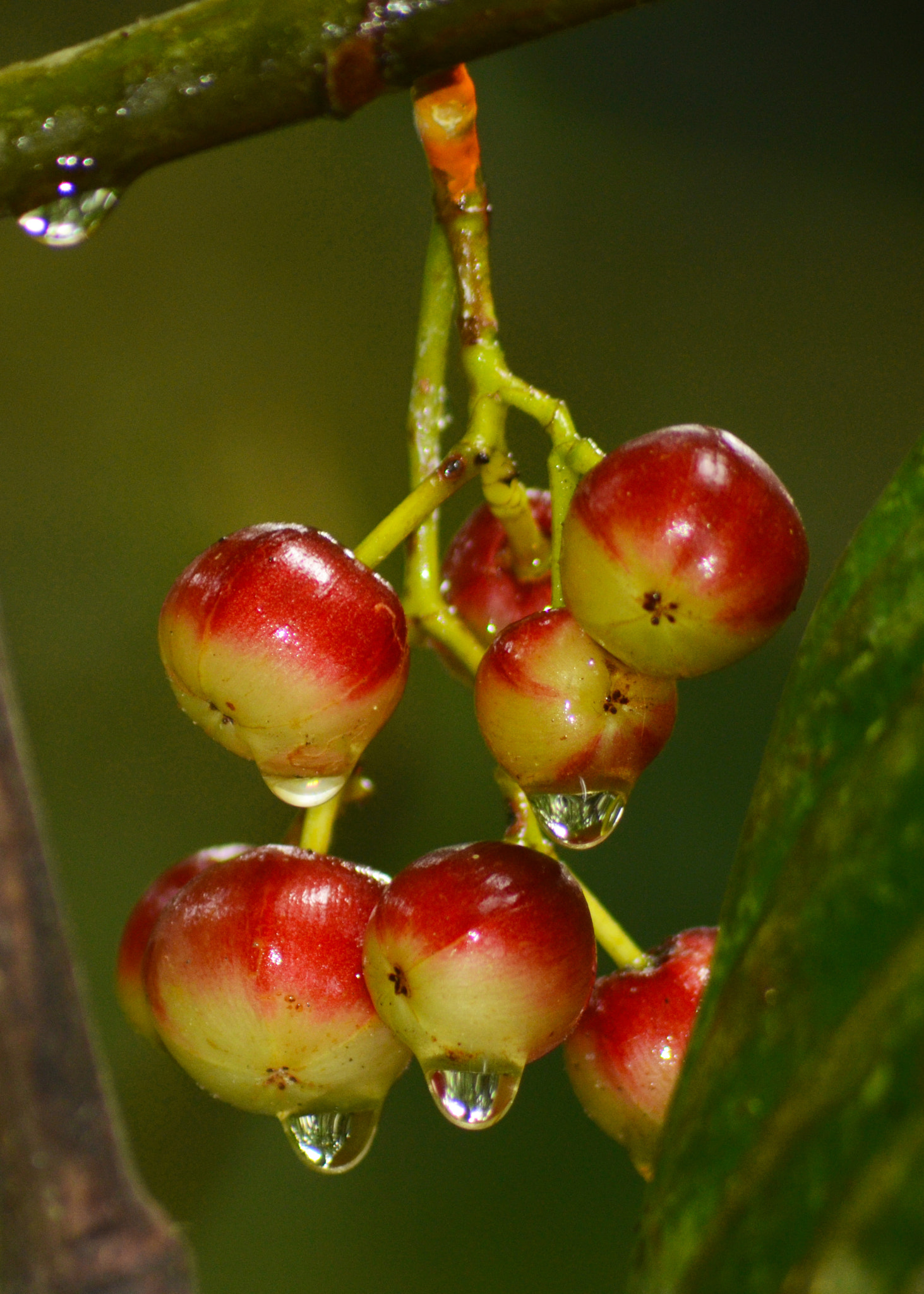 Sigma 70-300mm F4-5.6 APO DG Macro sample photo. Frutos salvajes photography