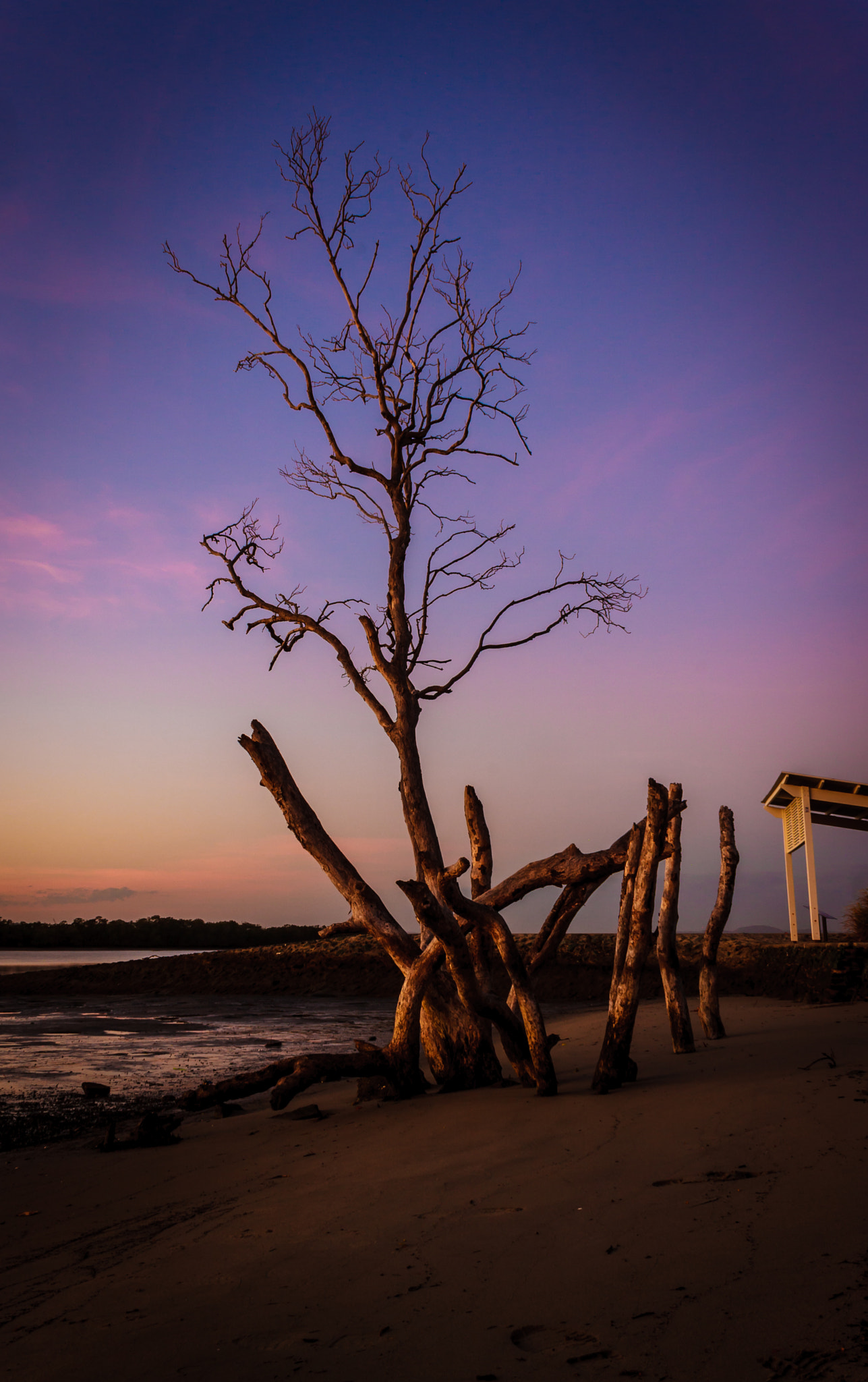 Canon EOS 40D + Canon EF-S 18-55mm F3.5-5.6 IS sample photo. Old beach tree dawn photography