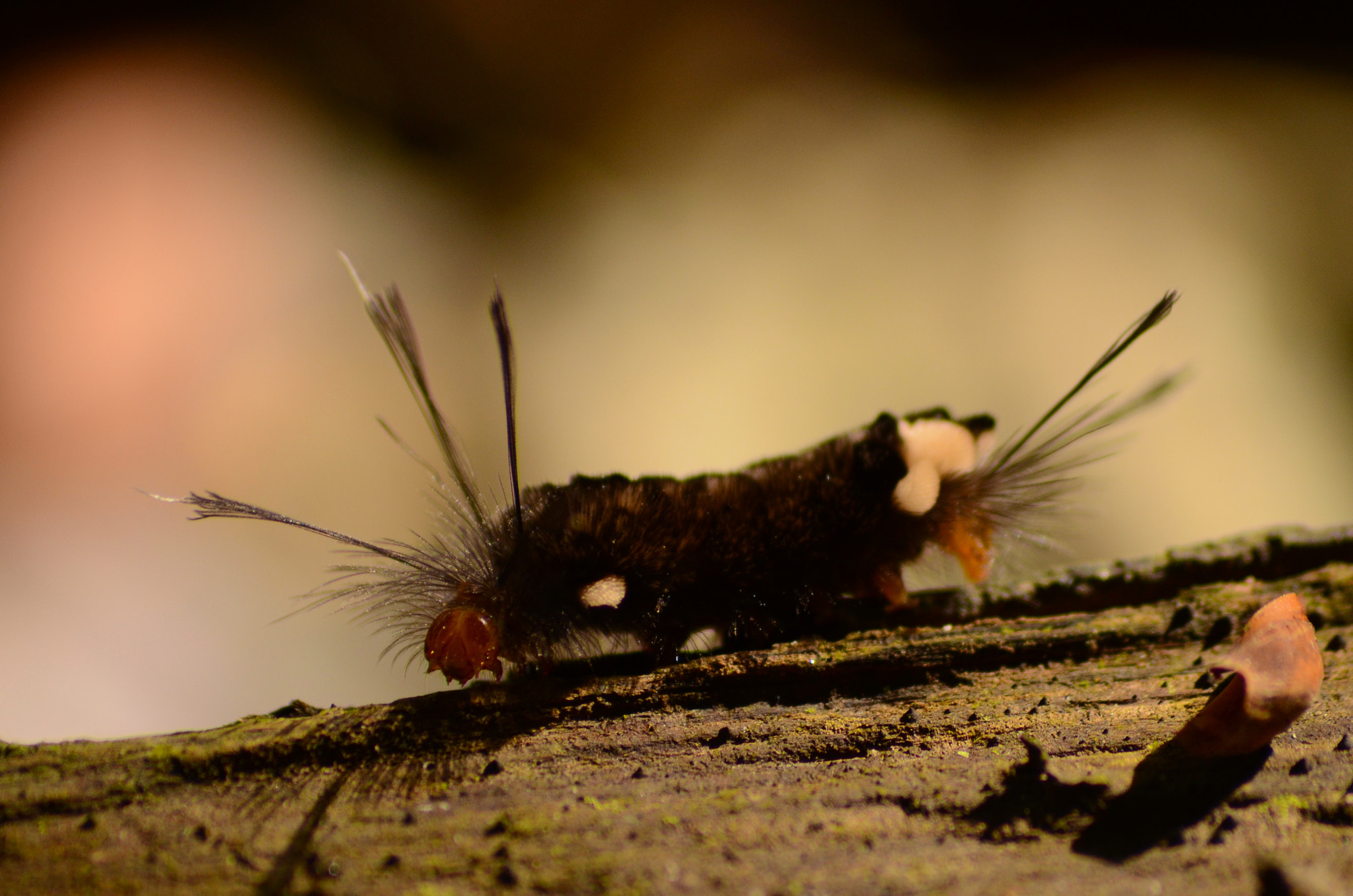 Sigma 70-300mm F4-5.6 APO DG Macro sample photo. Larvamariposa photography