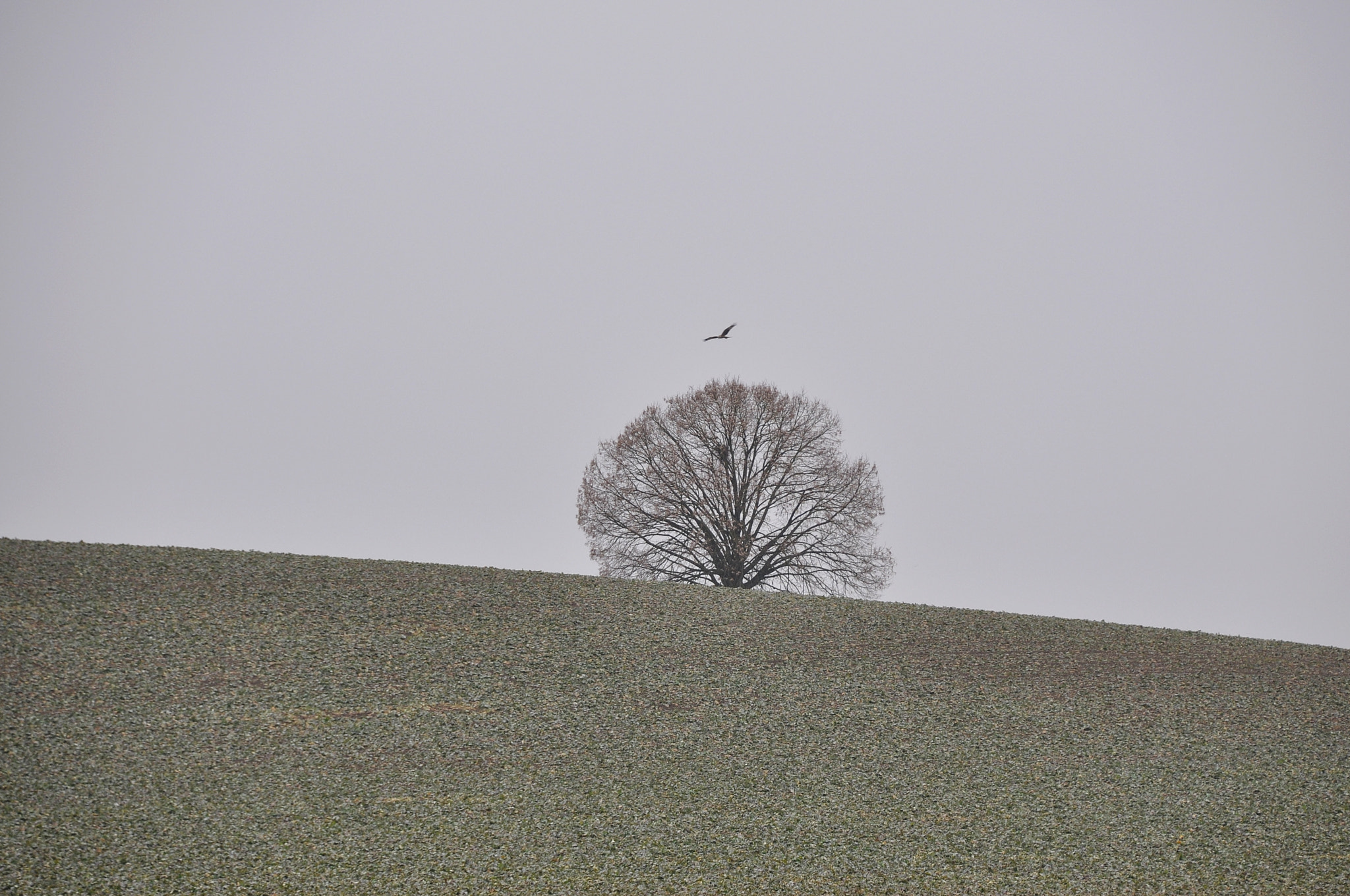 Nikon D90 sample photo. Lonely ... tree ... bird ... photography