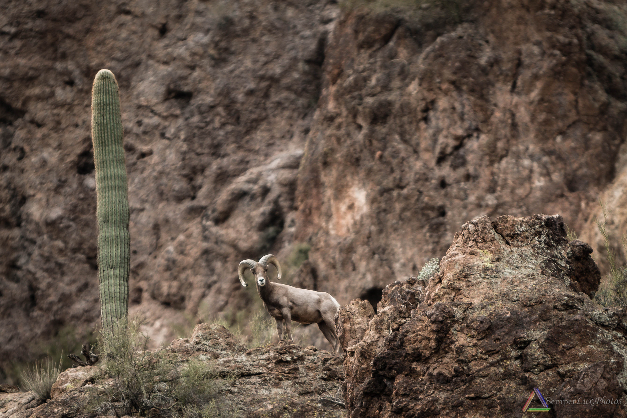 Canon EF 70-200mm F2.8L IS USM sample photo. Bigramsheep photography