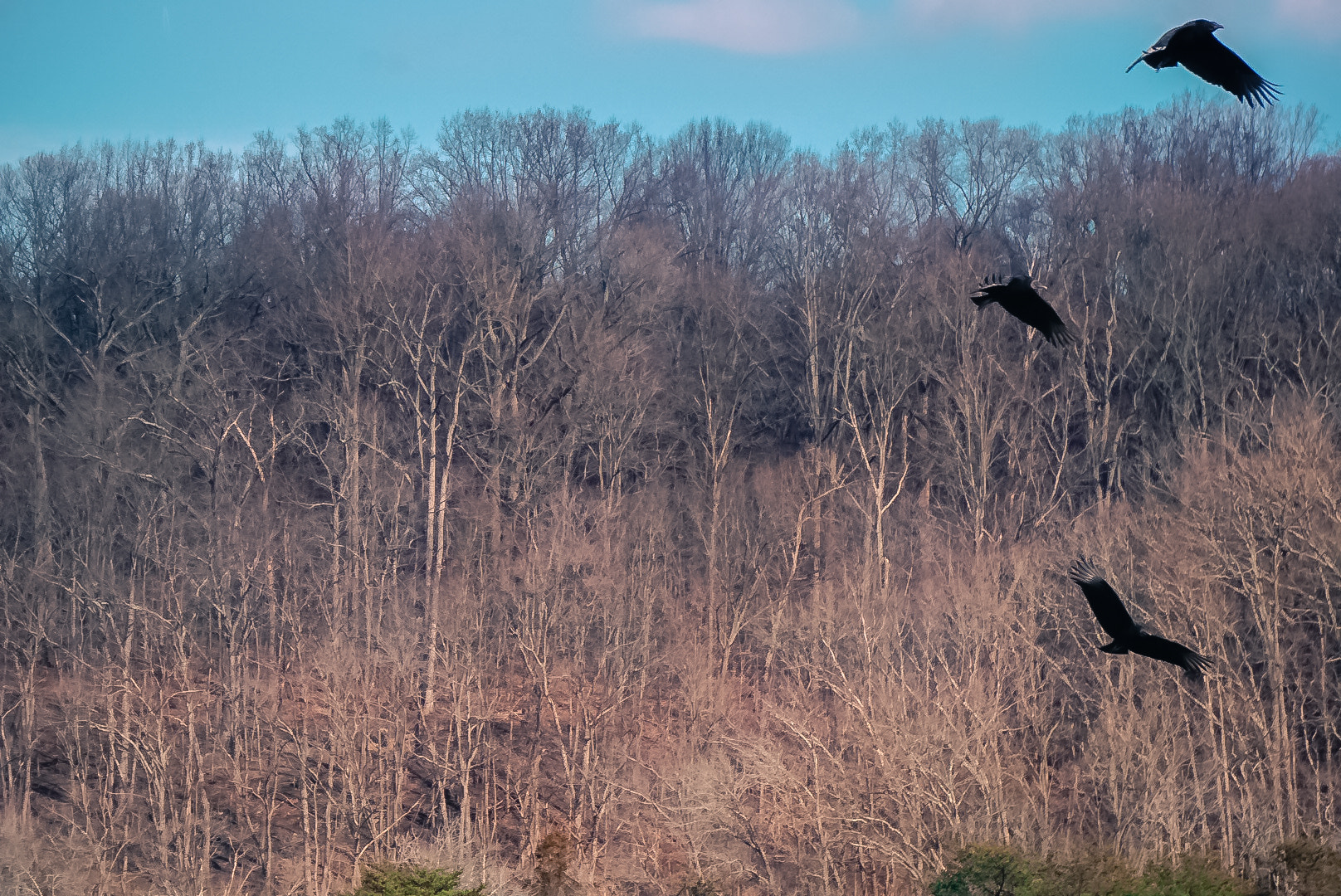 Sony E 55-210mm F4.5-6.3 OSS sample photo. 3 amigos photography