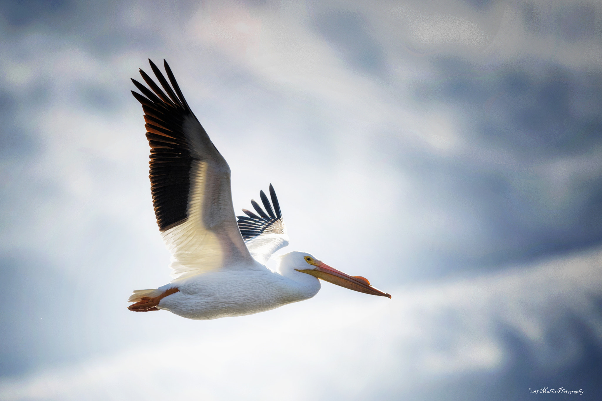 Nikon D5 sample photo. Ld14 pelican photography