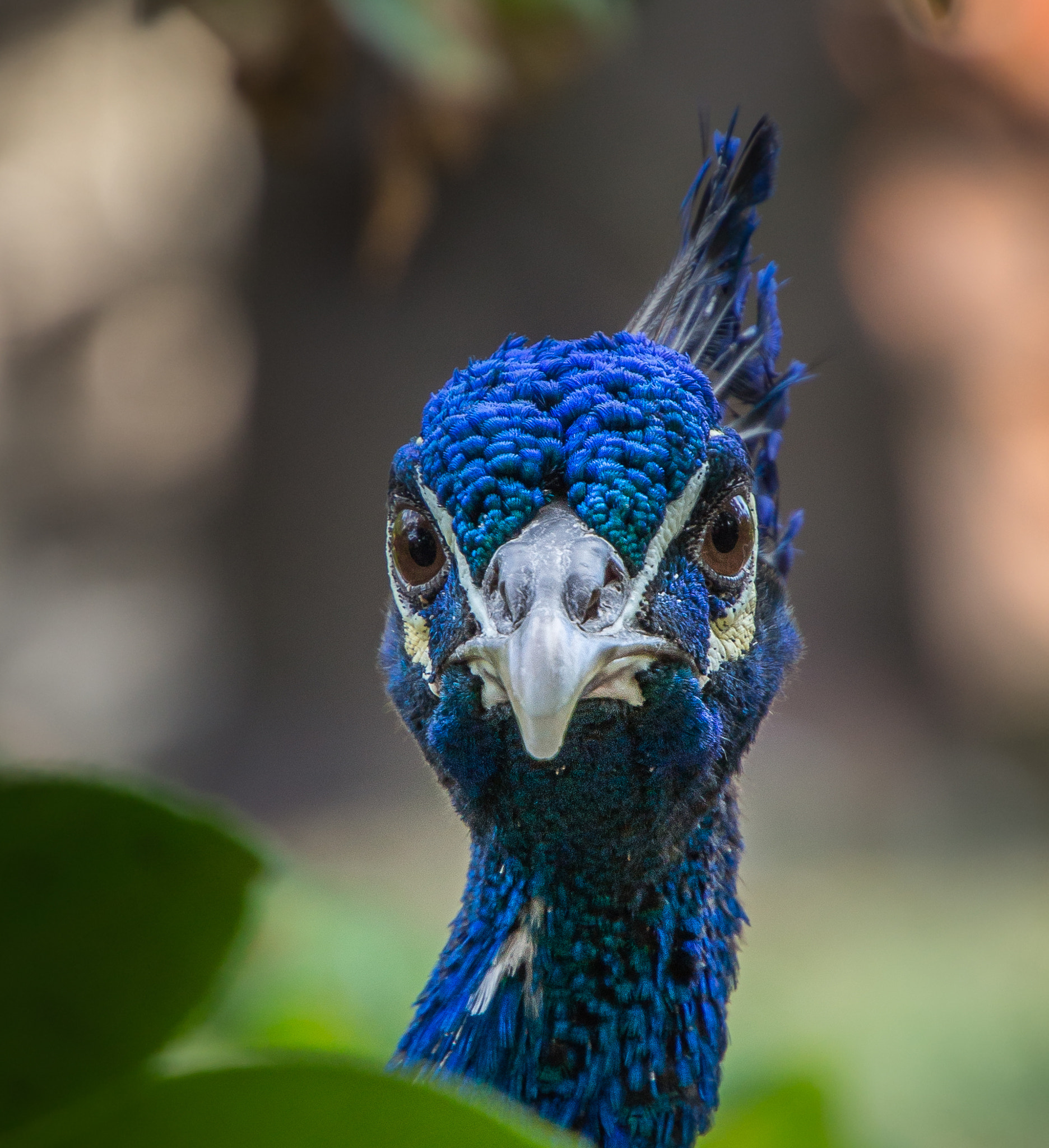 Canon EOS 100D (EOS Rebel SL1 / EOS Kiss X7) sample photo. Peacock face photography
