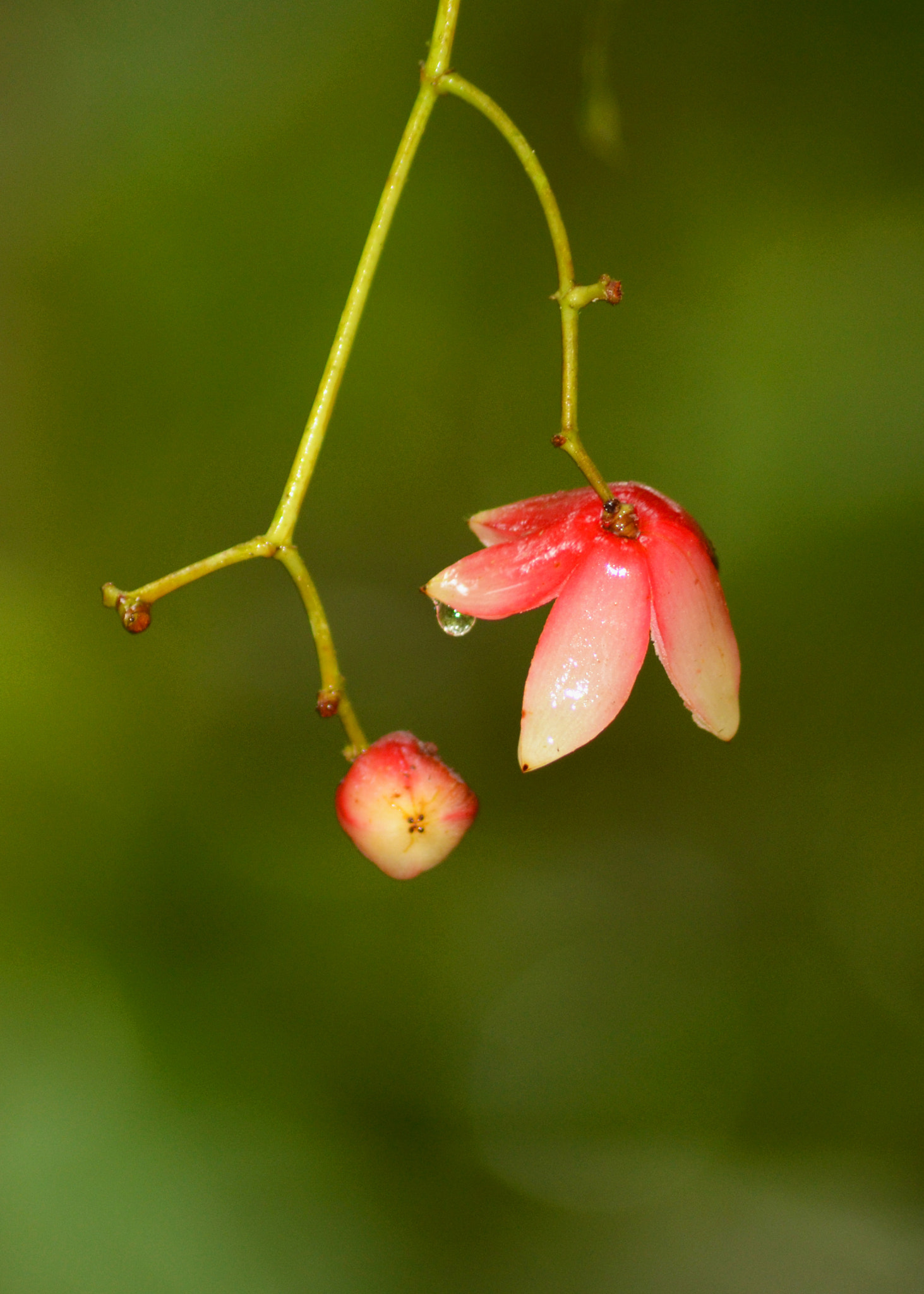 Sigma 70-300mm F4-5.6 APO DG Macro sample photo. Flor photography