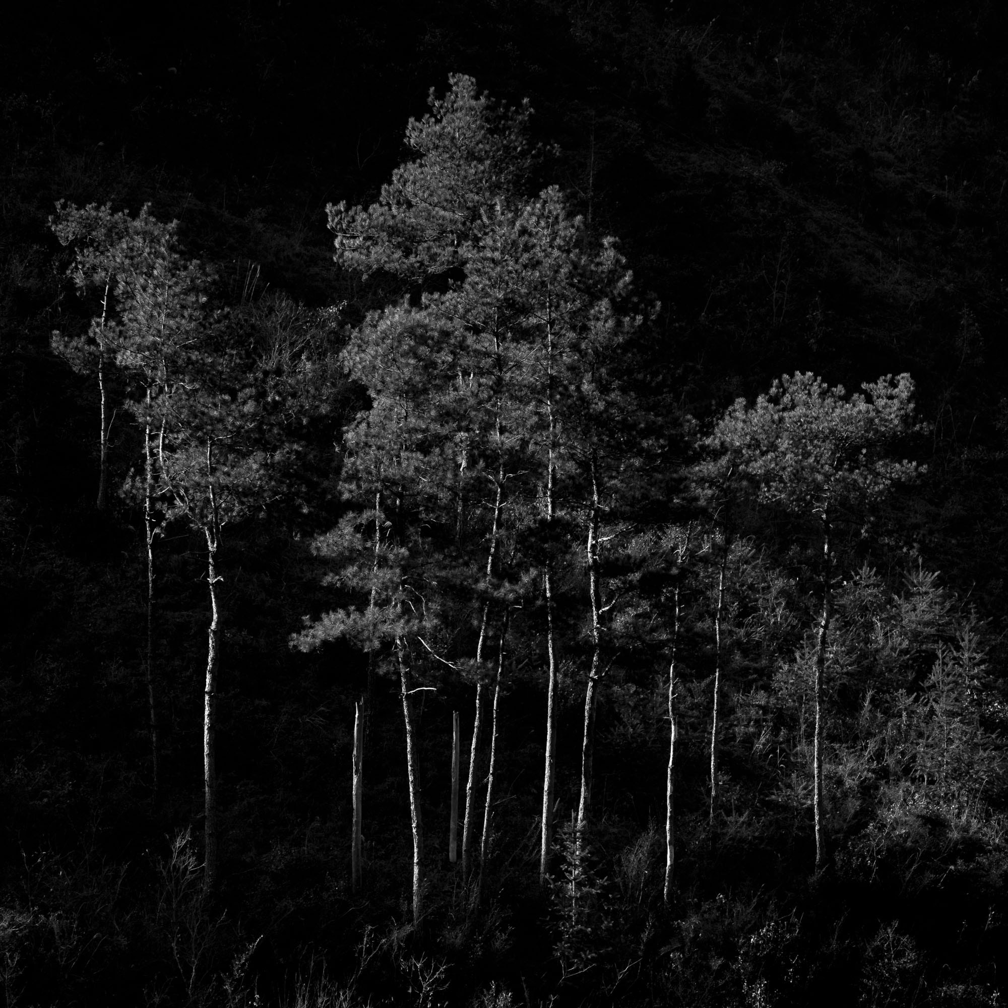 Sony a7 II + Canon EF 70-200mm F4L USM sample photo. Tree photography
