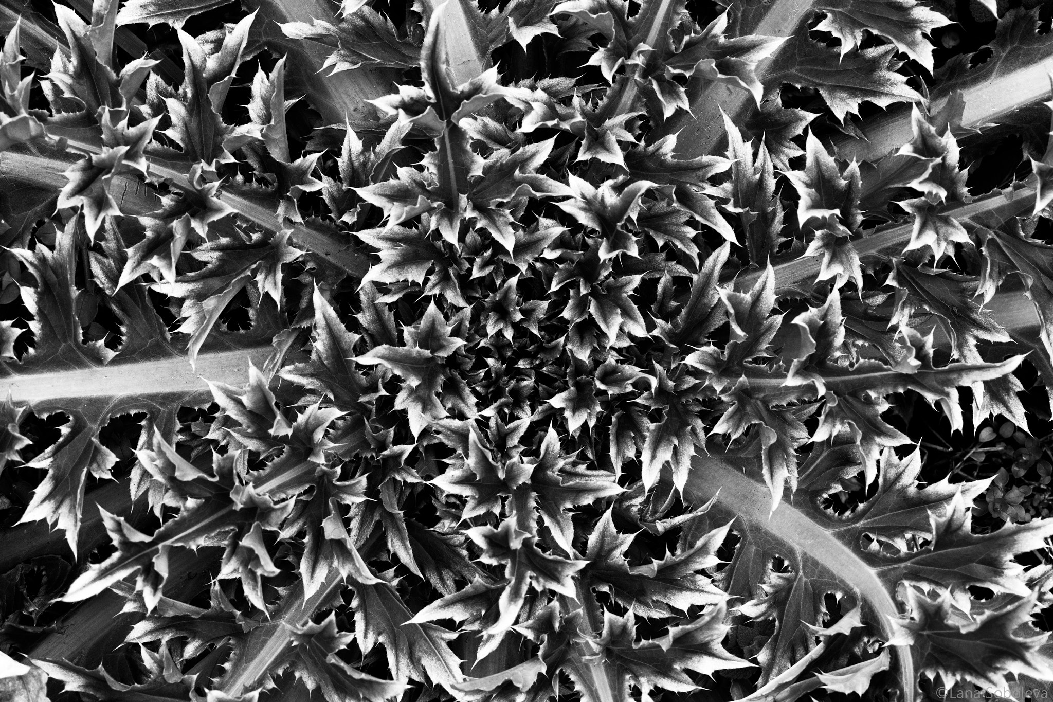 Canon EF 100mm F2.8L Macro IS USM sample photo. Thistle symmetry photography
