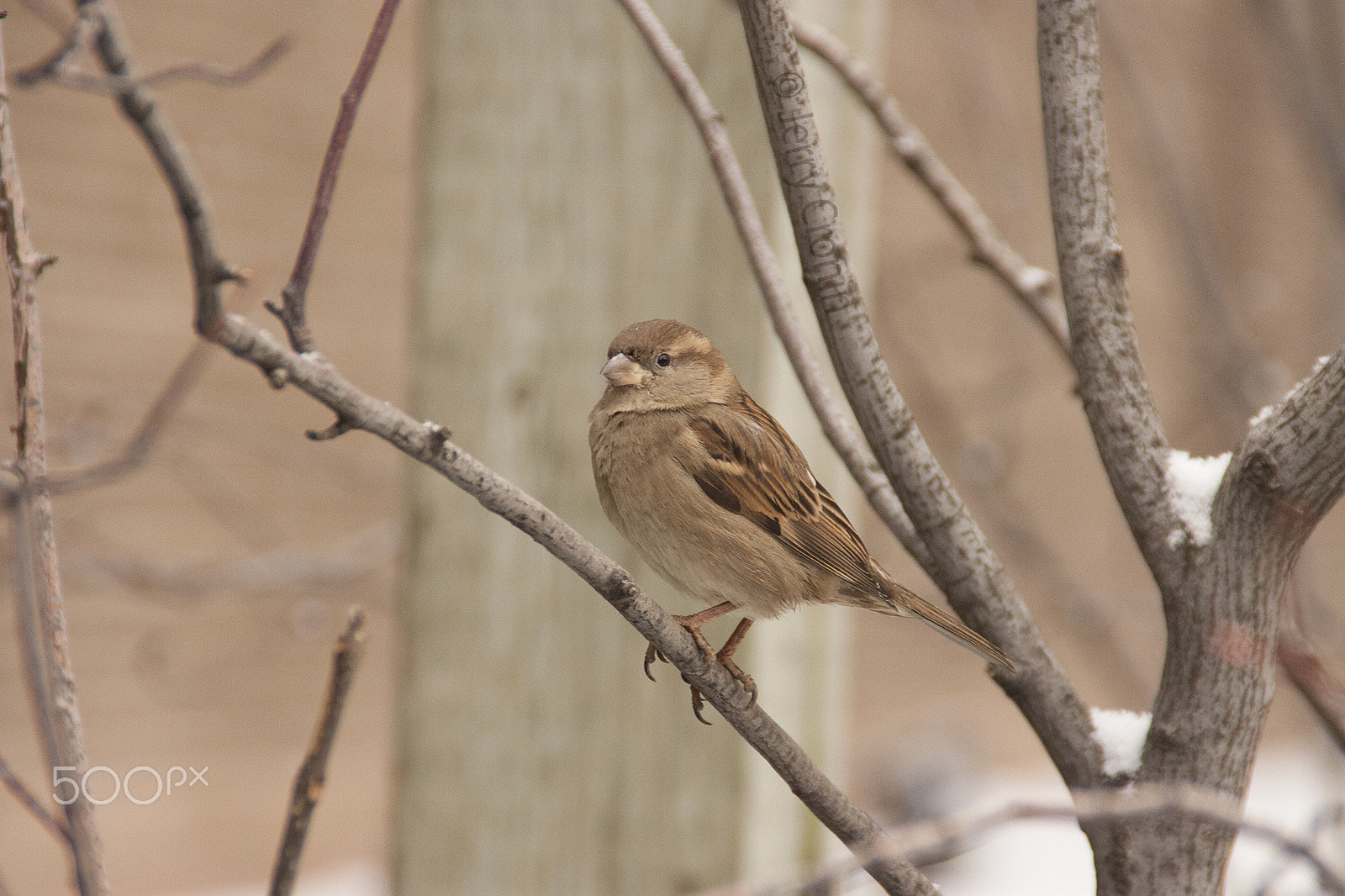 Canon EOS 450D (EOS Rebel XSi / EOS Kiss X2) sample photo. Birds photography