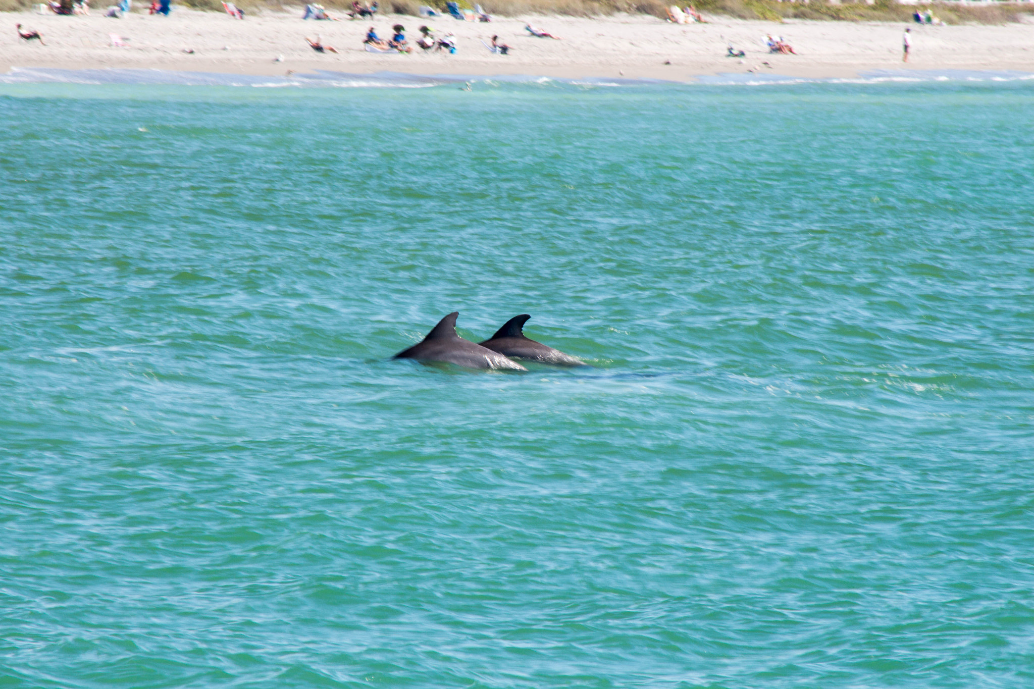 Canon EOS 650D (EOS Rebel T4i / EOS Kiss X6i) + EF75-300mm f/4-5.6 sample photo. Playful dolphins photography