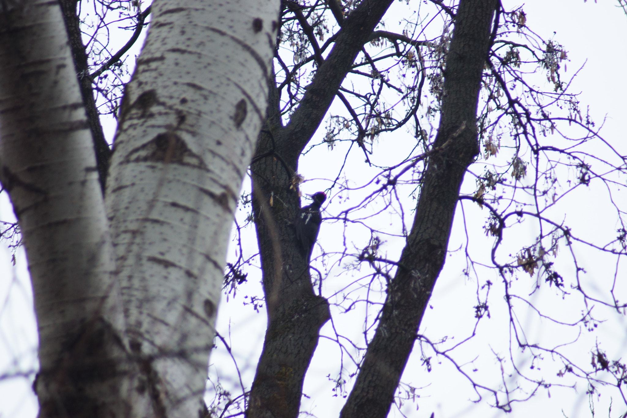 Minolta AF 70-210mm F4.5-5.6 [II] sample photo. Wood pecker  photography