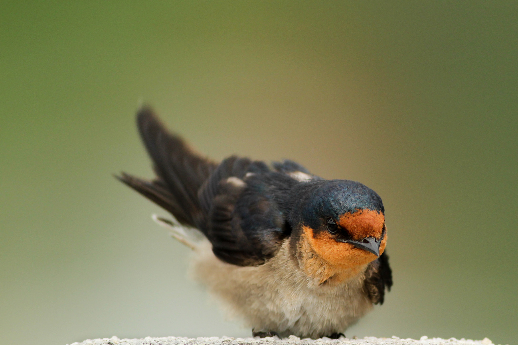 Canon EOS 600D (Rebel EOS T3i / EOS Kiss X5) + Canon EF 400mm F5.6L USM sample photo. So cute! photography