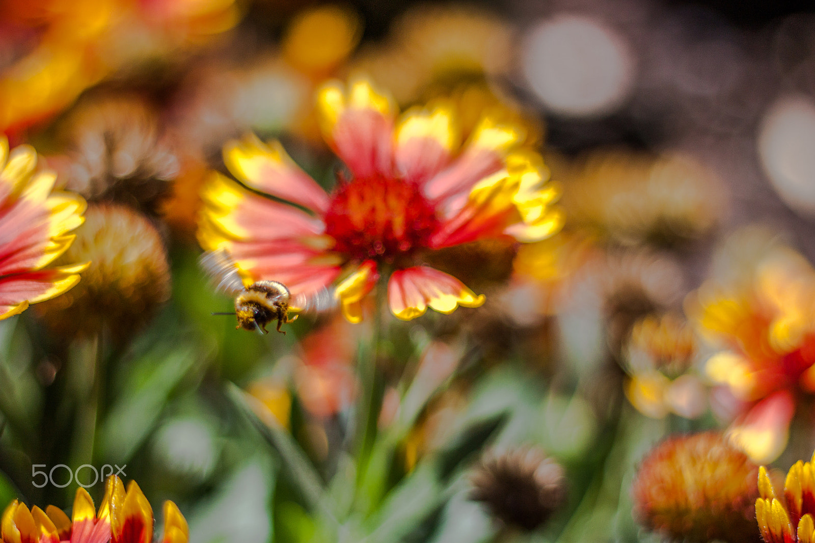 Canon EOS 450D (EOS Rebel XSi / EOS Kiss X2) sample photo. Flying bee and flowers photography