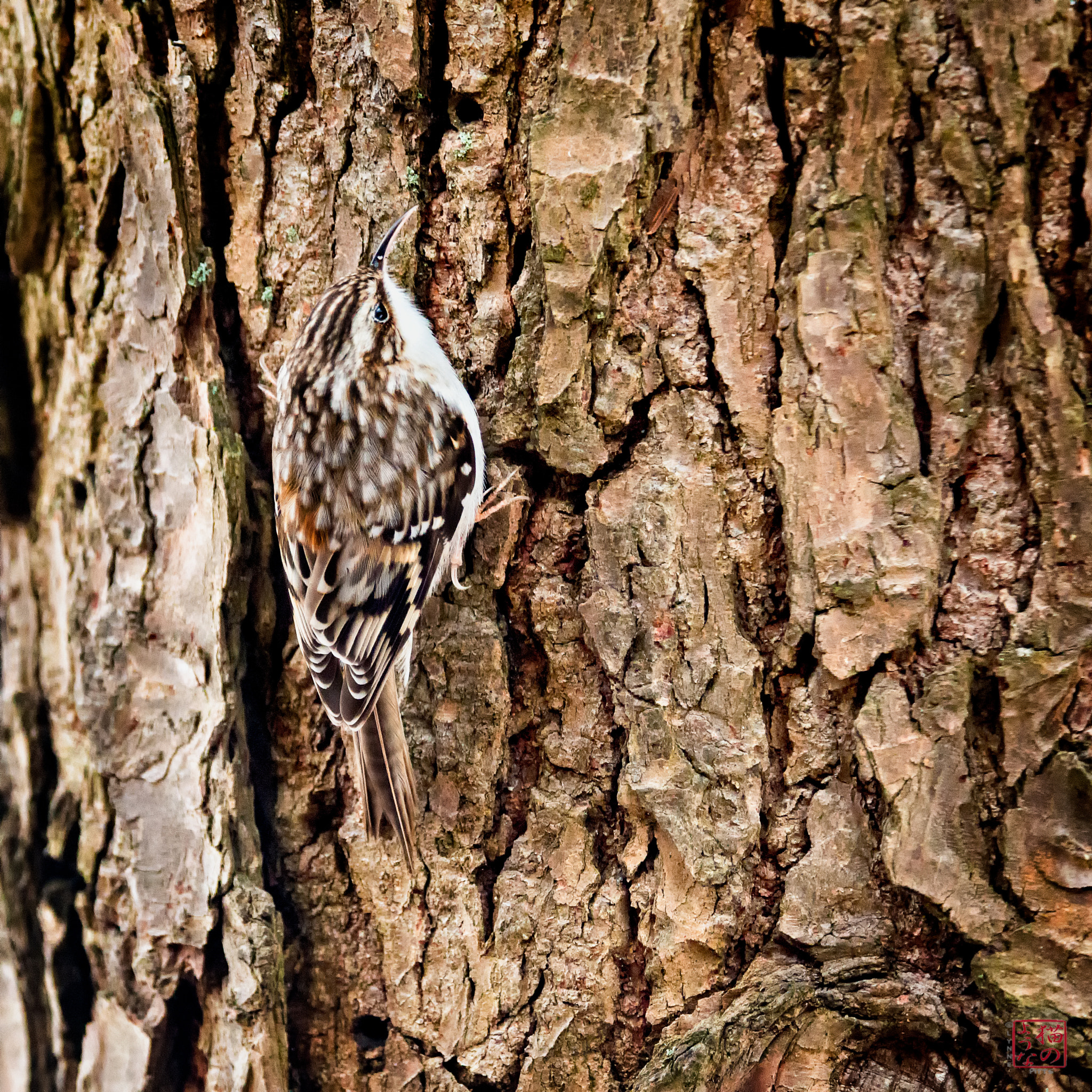 Nikon D800 sample photo. Brown creeper photography