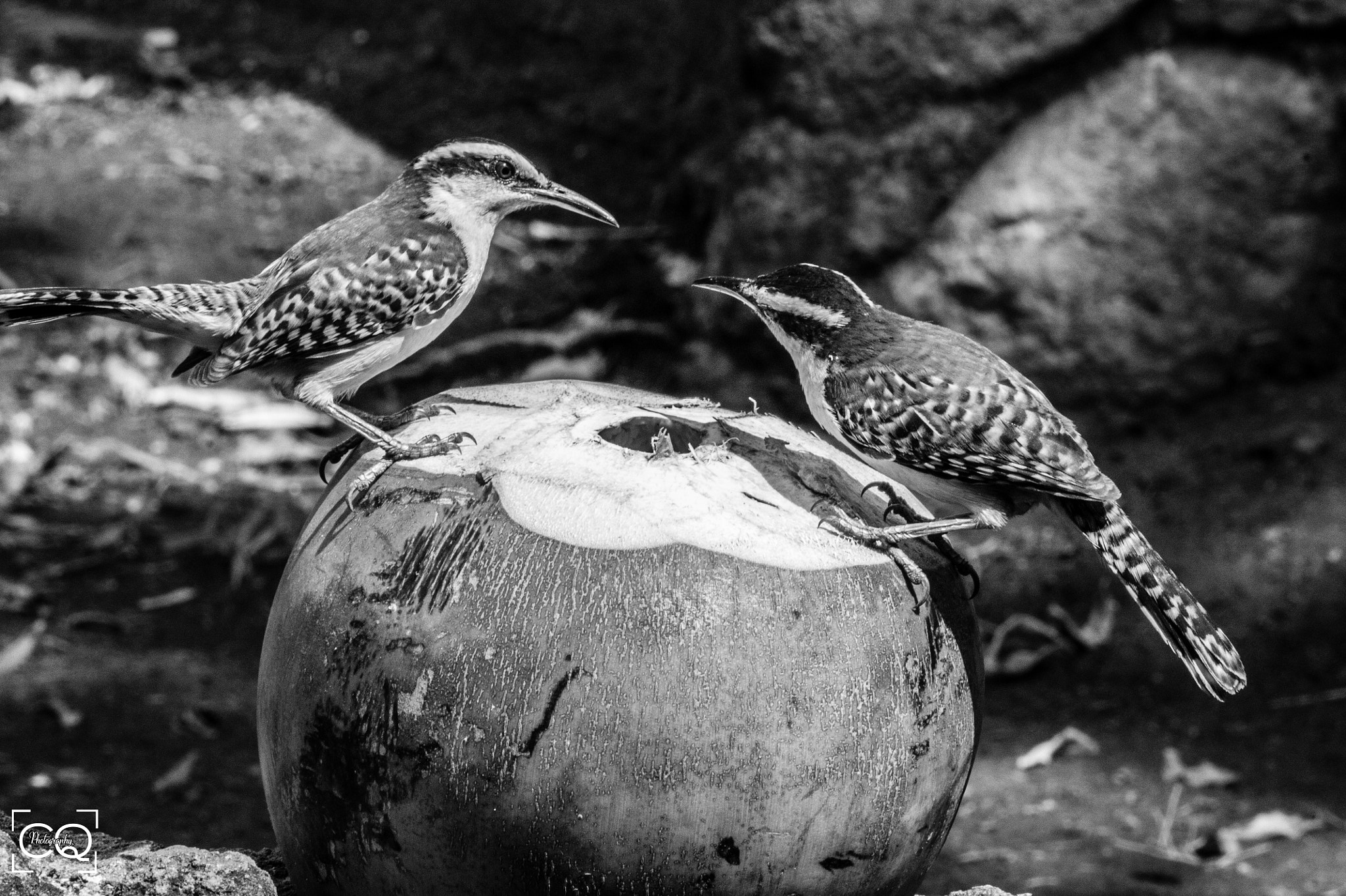 Canon EF-S 55-250mm F4-5.6 IS STM sample photo. Birds photography