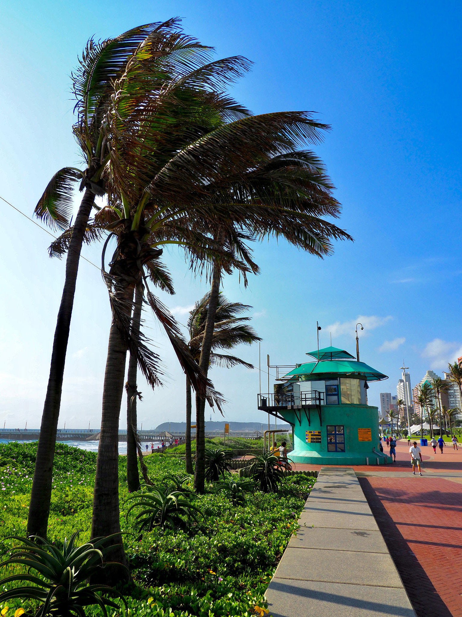Panasonic Lumix G X Vario 12-35mm F2.8 ASPH Power OIS sample photo. Lifesaver palms photography