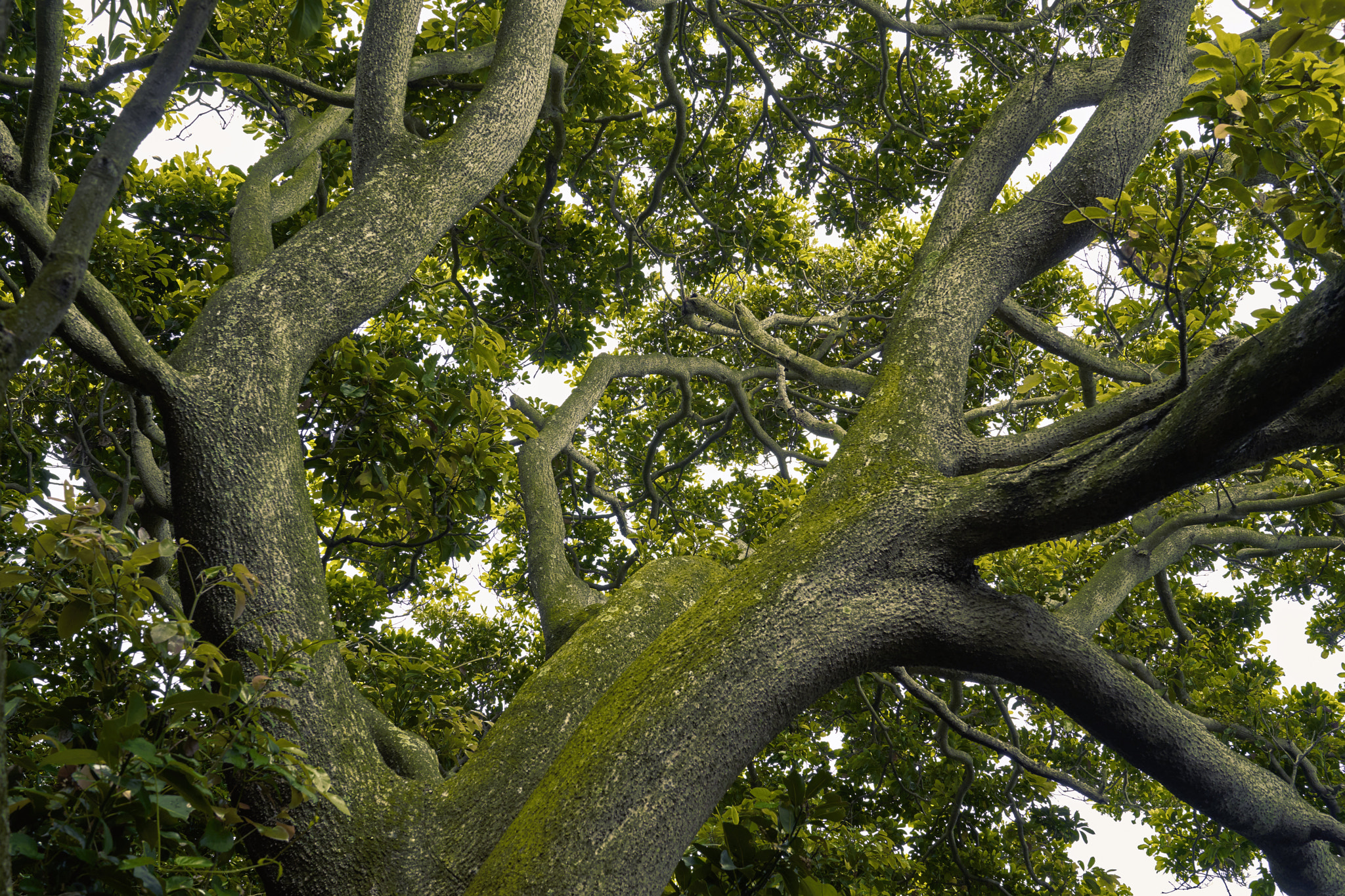 Sony a7 II + Sony Distagon T* FE 35mm F1.4 ZA sample photo. Odongdo tree photography