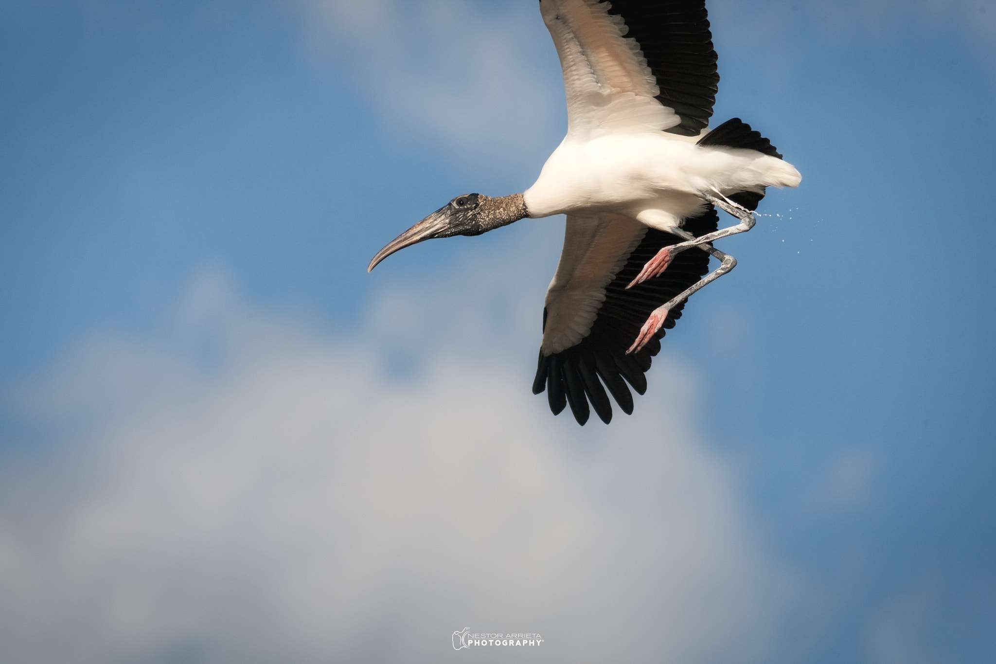 Canon EOS-1D Mark III sample photo. Taking care of business photography