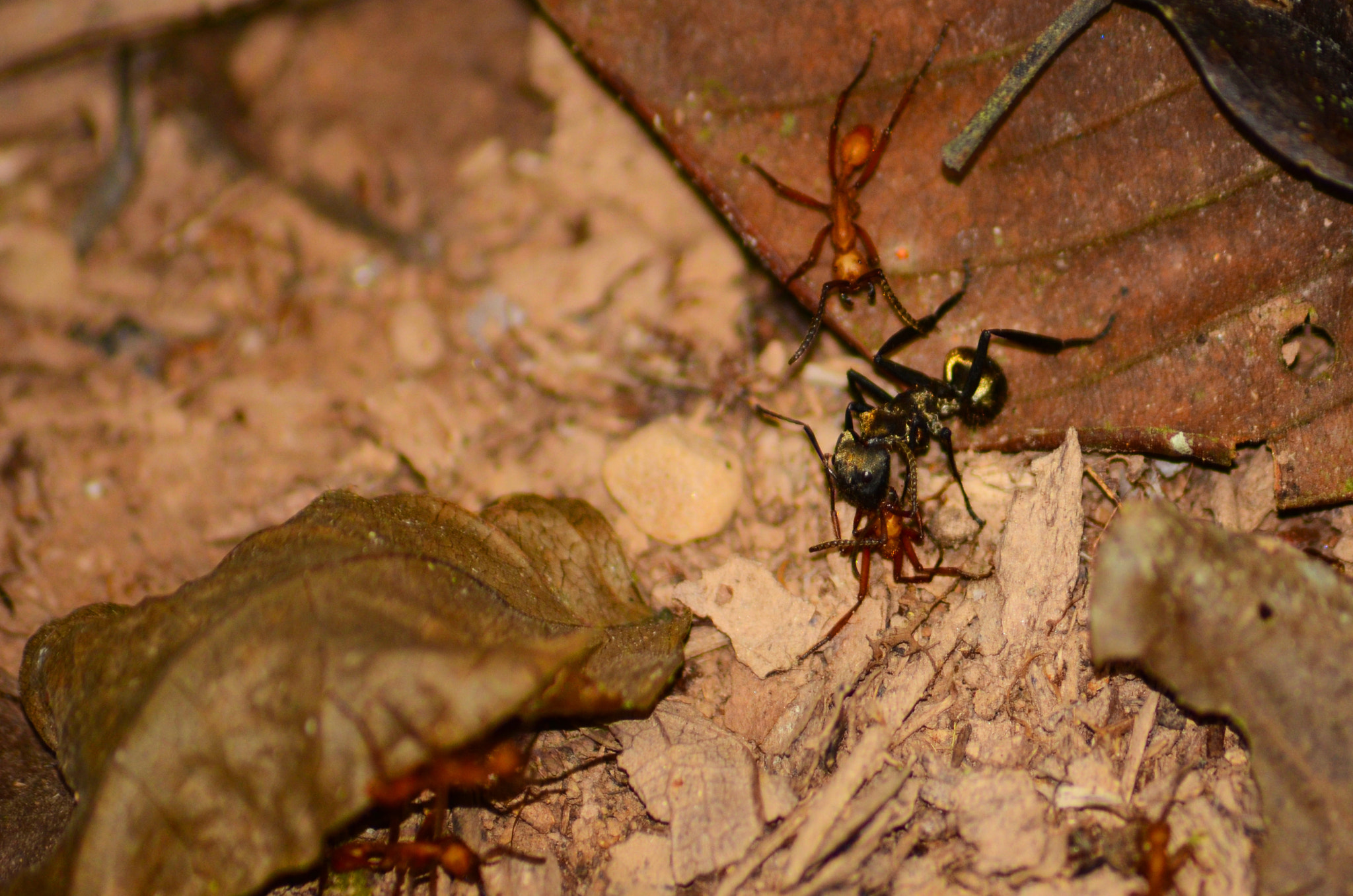 Sigma 70-300mm F4-5.6 APO DG Macro sample photo. Ants fight photography