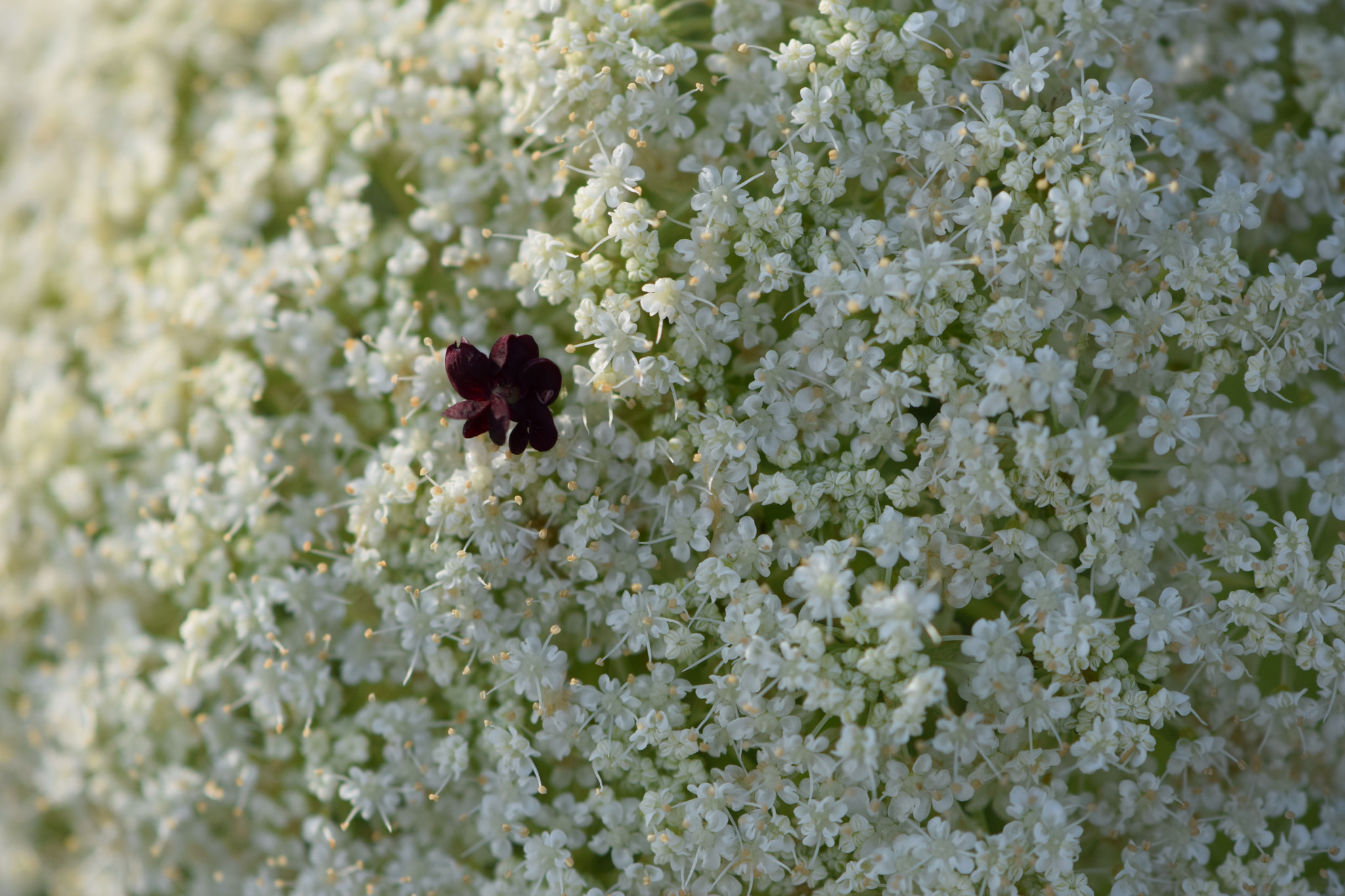 Nikon AF-S DX Micro-Nikkor 85mm F3.5G ED VR sample photo. Odd one out photography